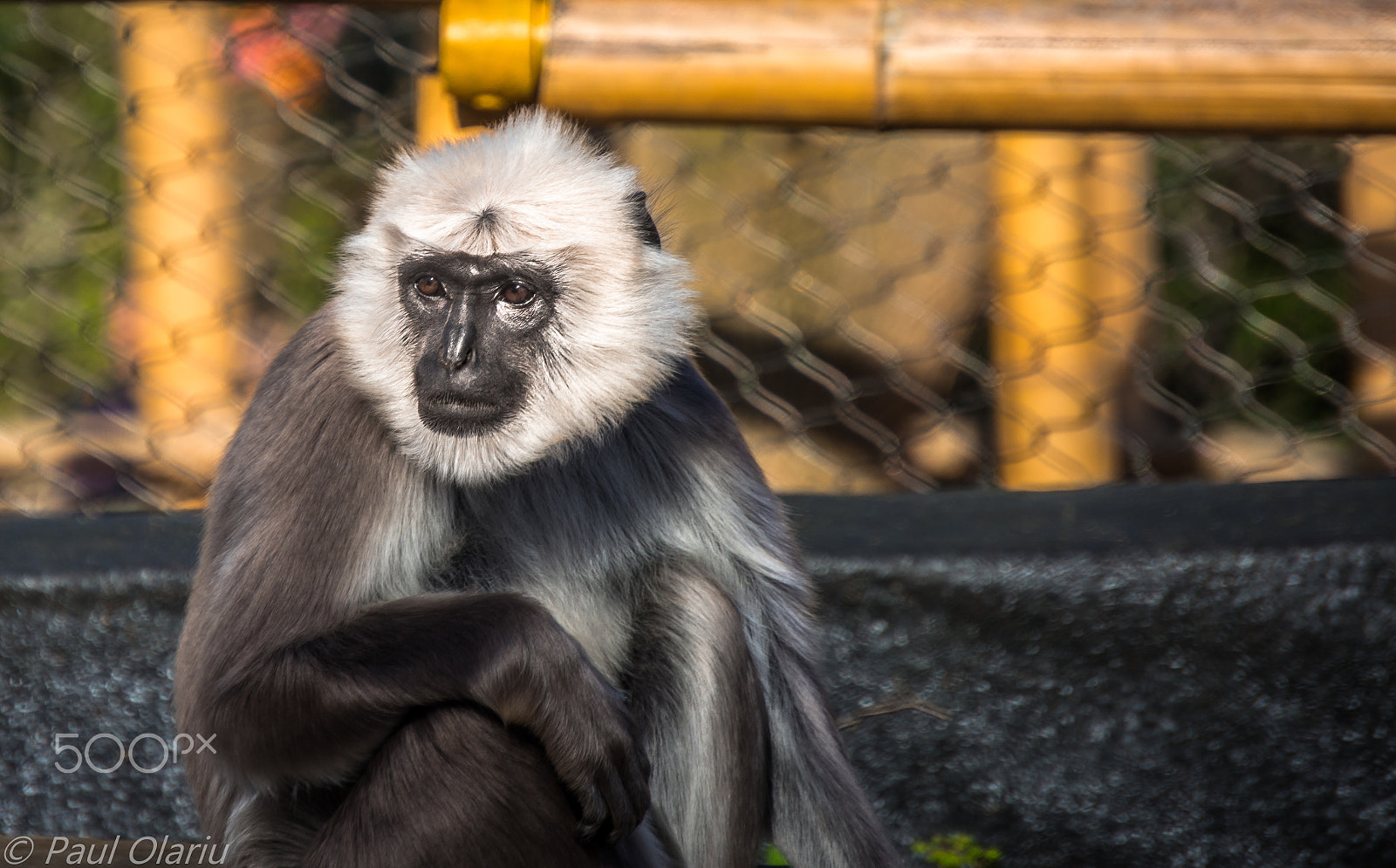 Nikon D7200 sample photo. Monkey photography