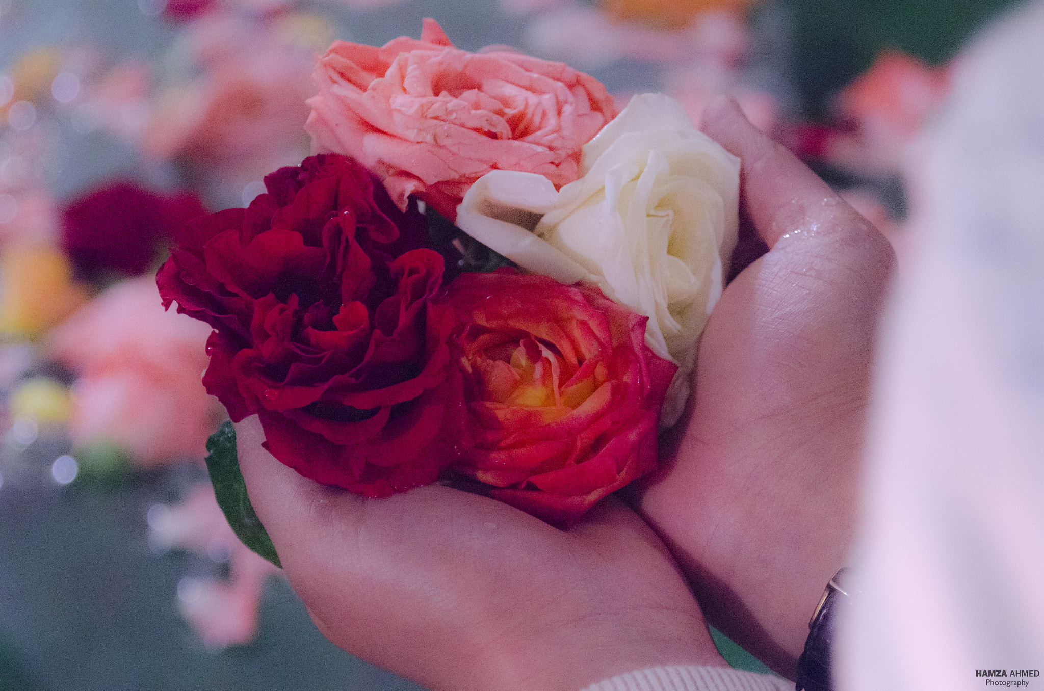 Nikon D5100 sample photo. Roses photography