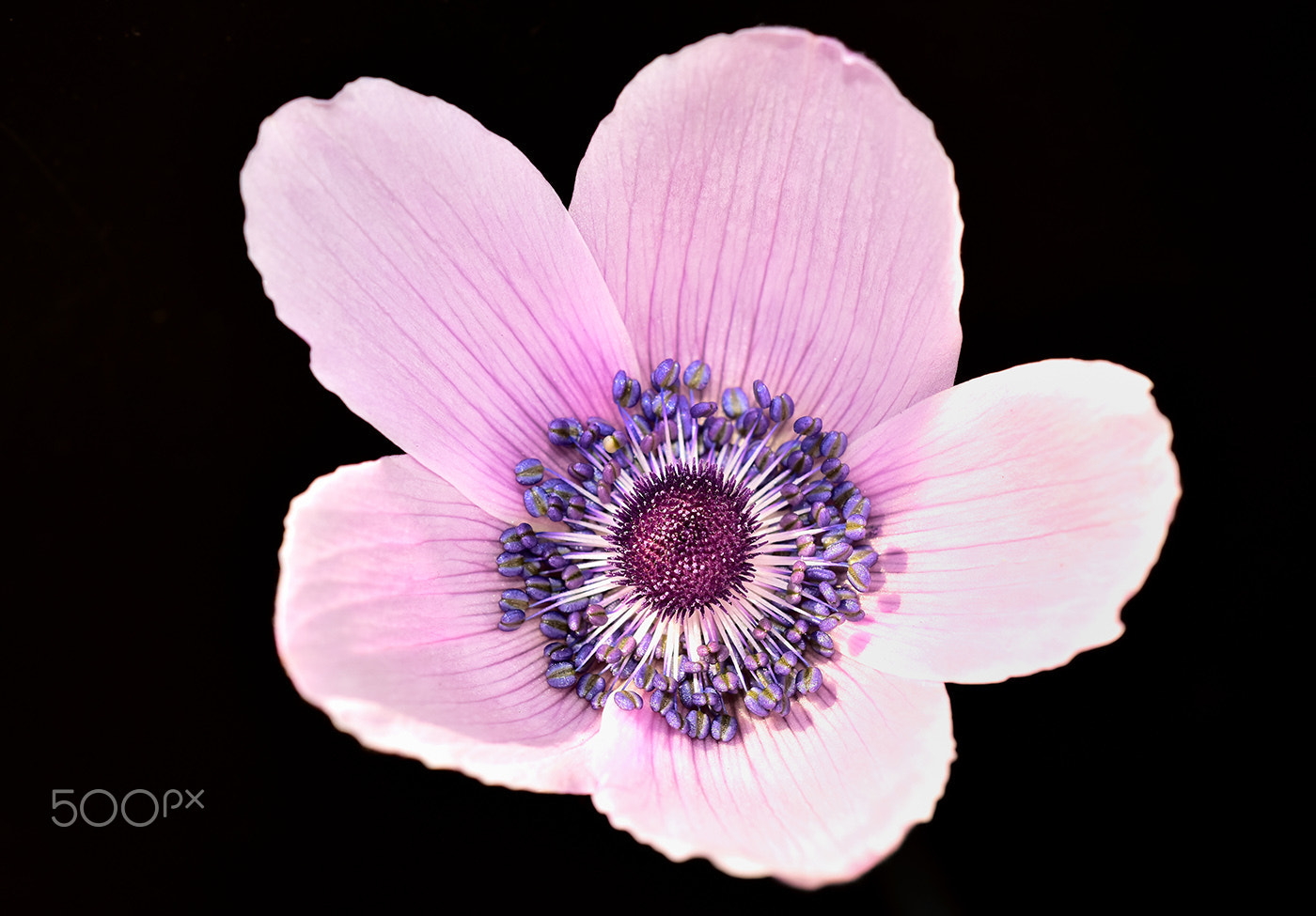 Sigma 150mm F2.8 EX DG Macro HSM sample photo. Flower 1 photography