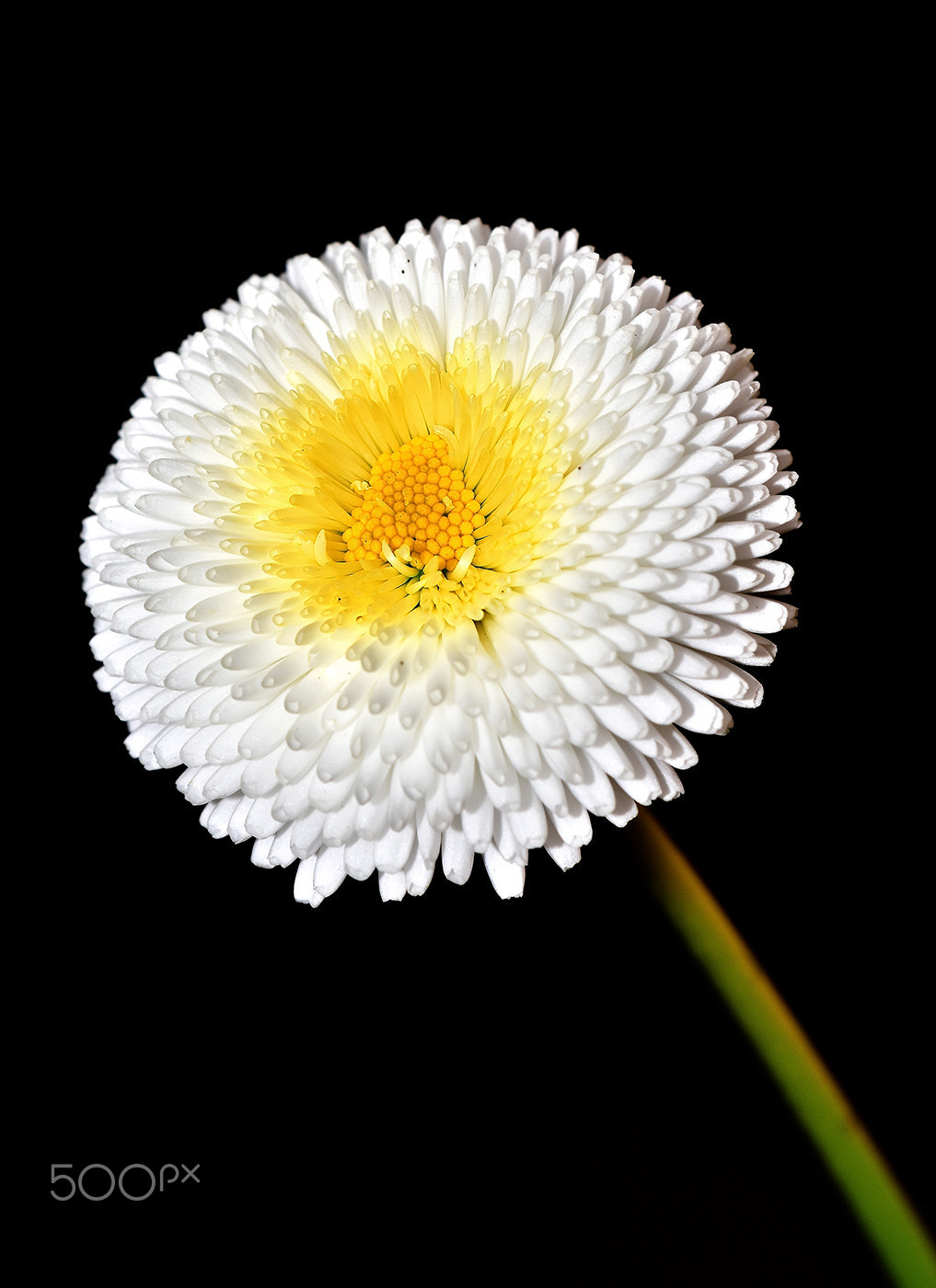 Sigma 150mm F2.8 EX DG Macro HSM sample photo. Flower 2 photography
