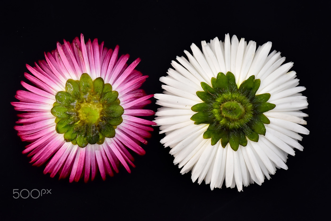 Sigma 150mm F2.8 EX DG Macro HSM sample photo. Flower 3 photography