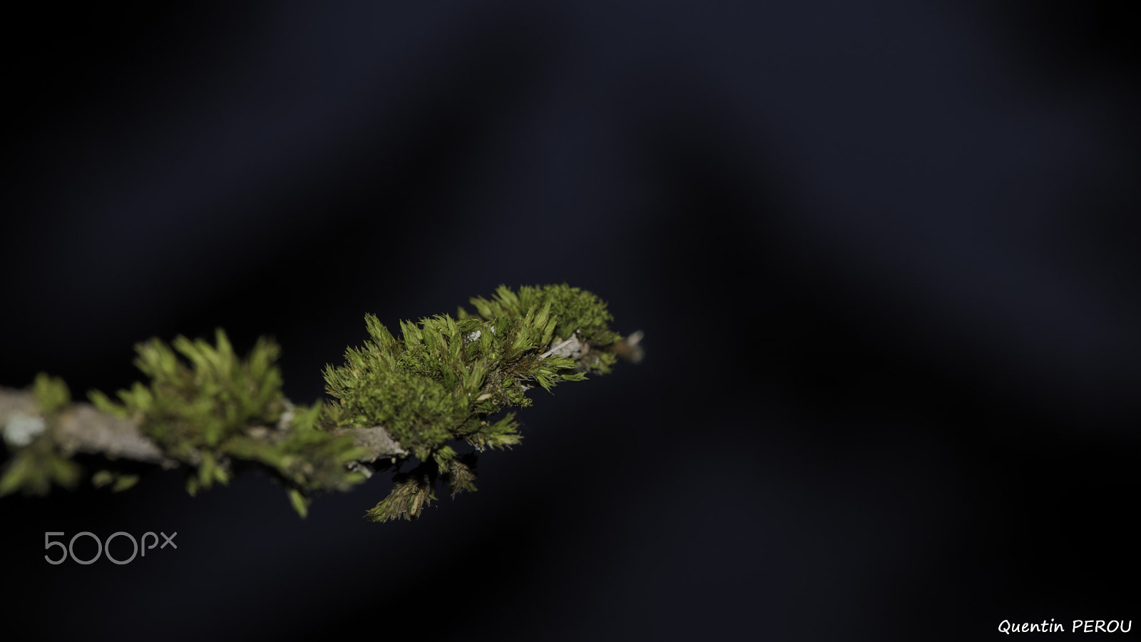 Nikon AF-S Micro-Nikkor 105mm F2.8G IF-ED VR sample photo. Une branche ... photography