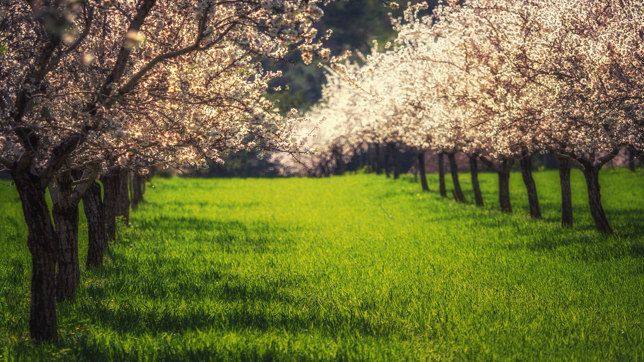 Olympus OM-D E-M1 Mark II + Olympus M.Zuiko Digital ED 40-150mm F2.8 Pro sample photo. Almond trees photography