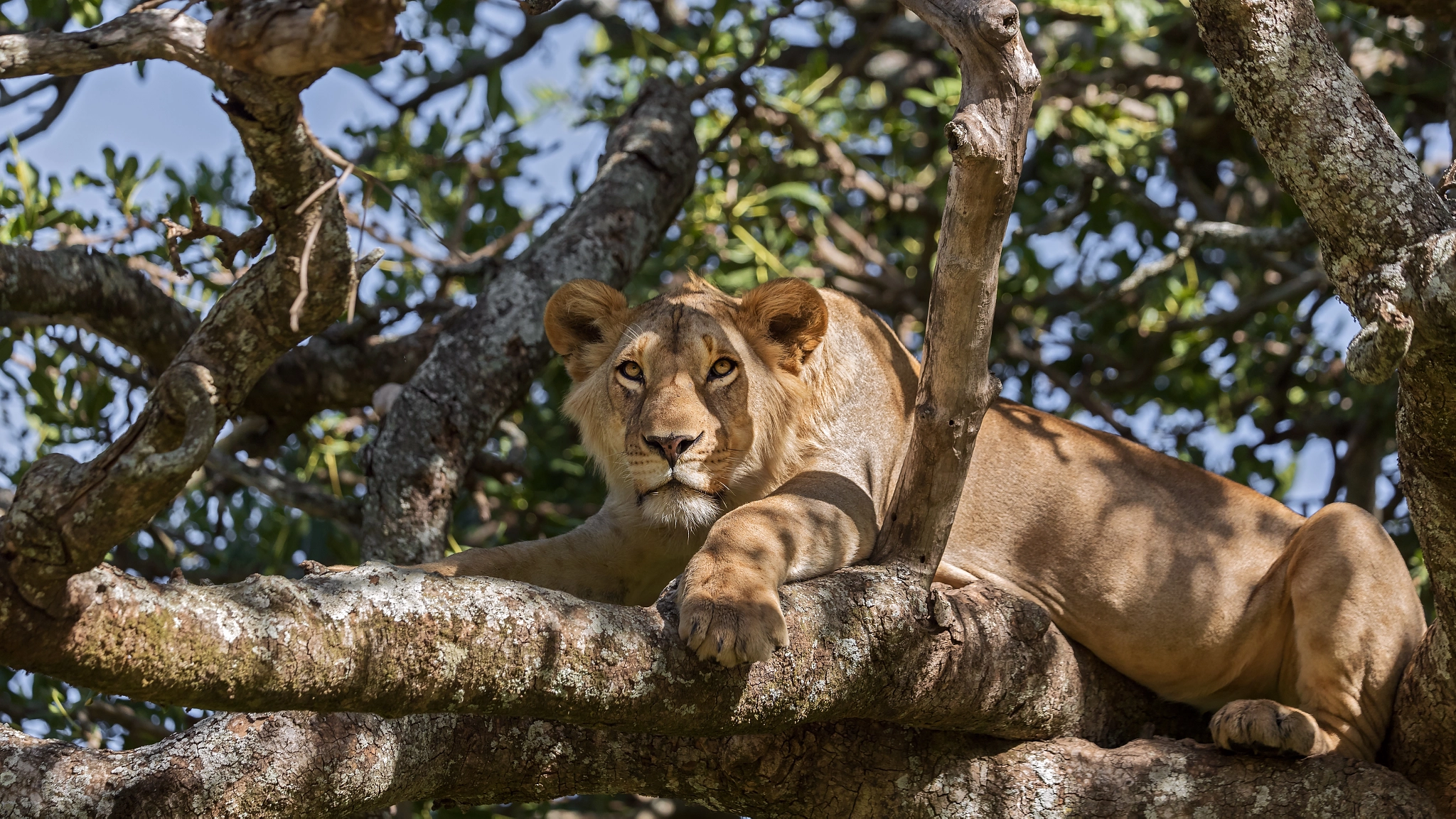 Canon EF 200-400mm F4L IS USM Extender 1.4x sample photo. Tree climbing lion photography
