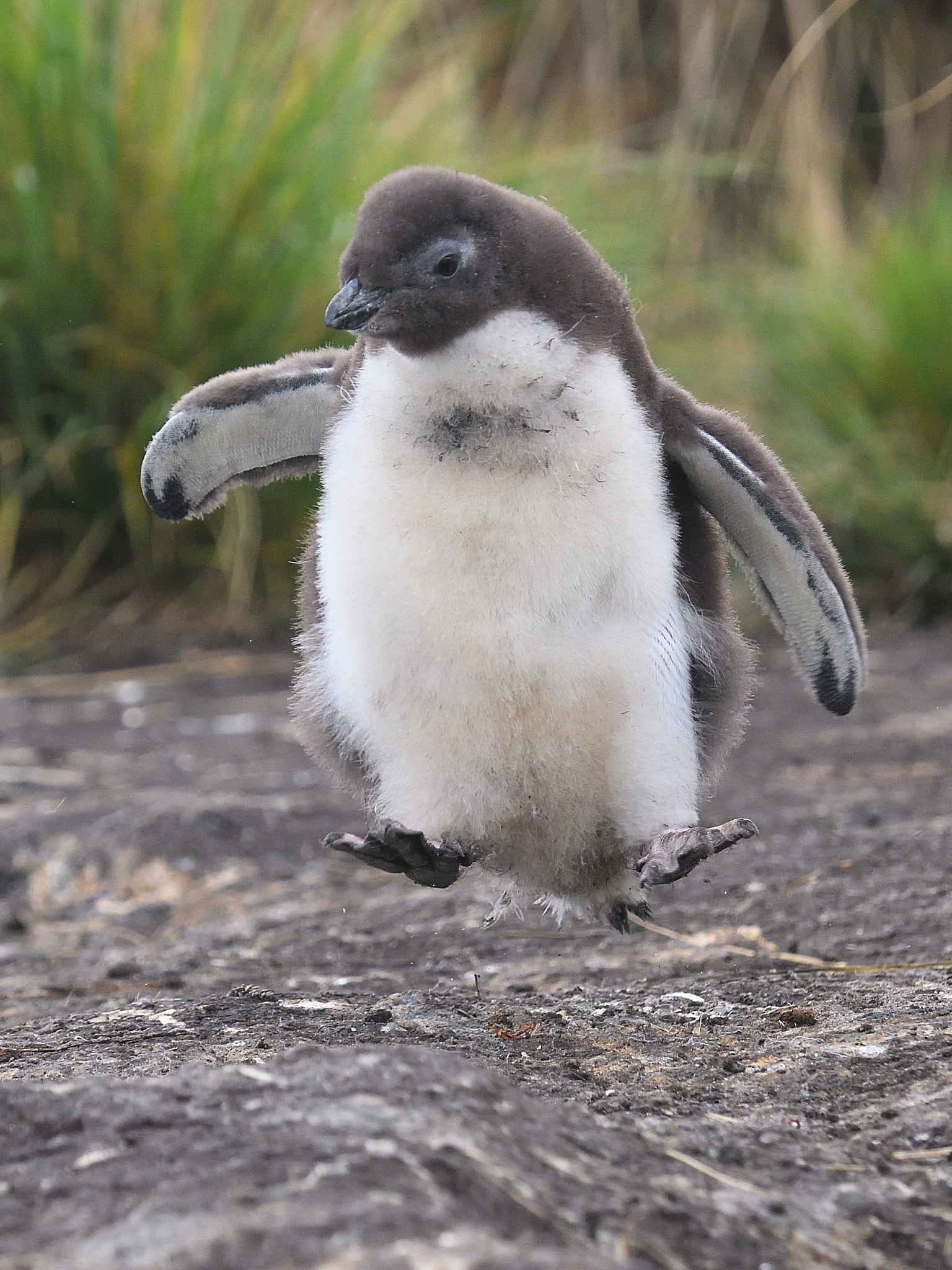 Nikon D500 sample photo. Rockhopper training photography