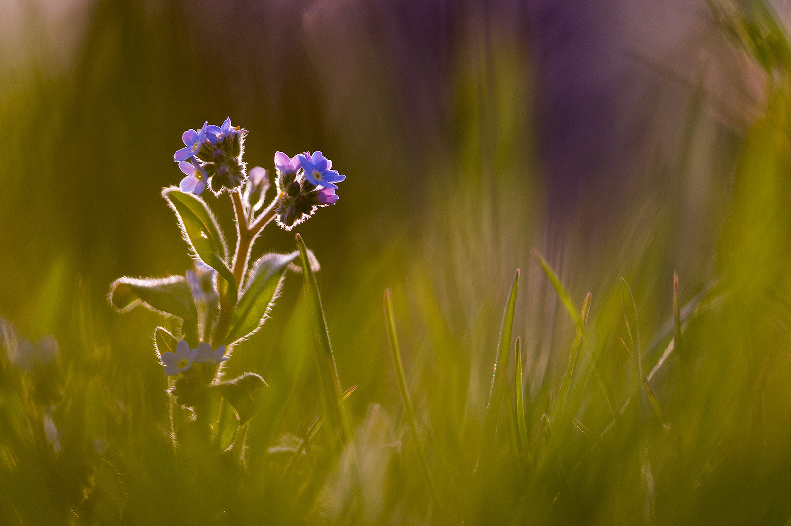 Nikon D4 + Nikon AF Micro-Nikkor 200mm F4D ED-IF sample photo. Myosotis photography