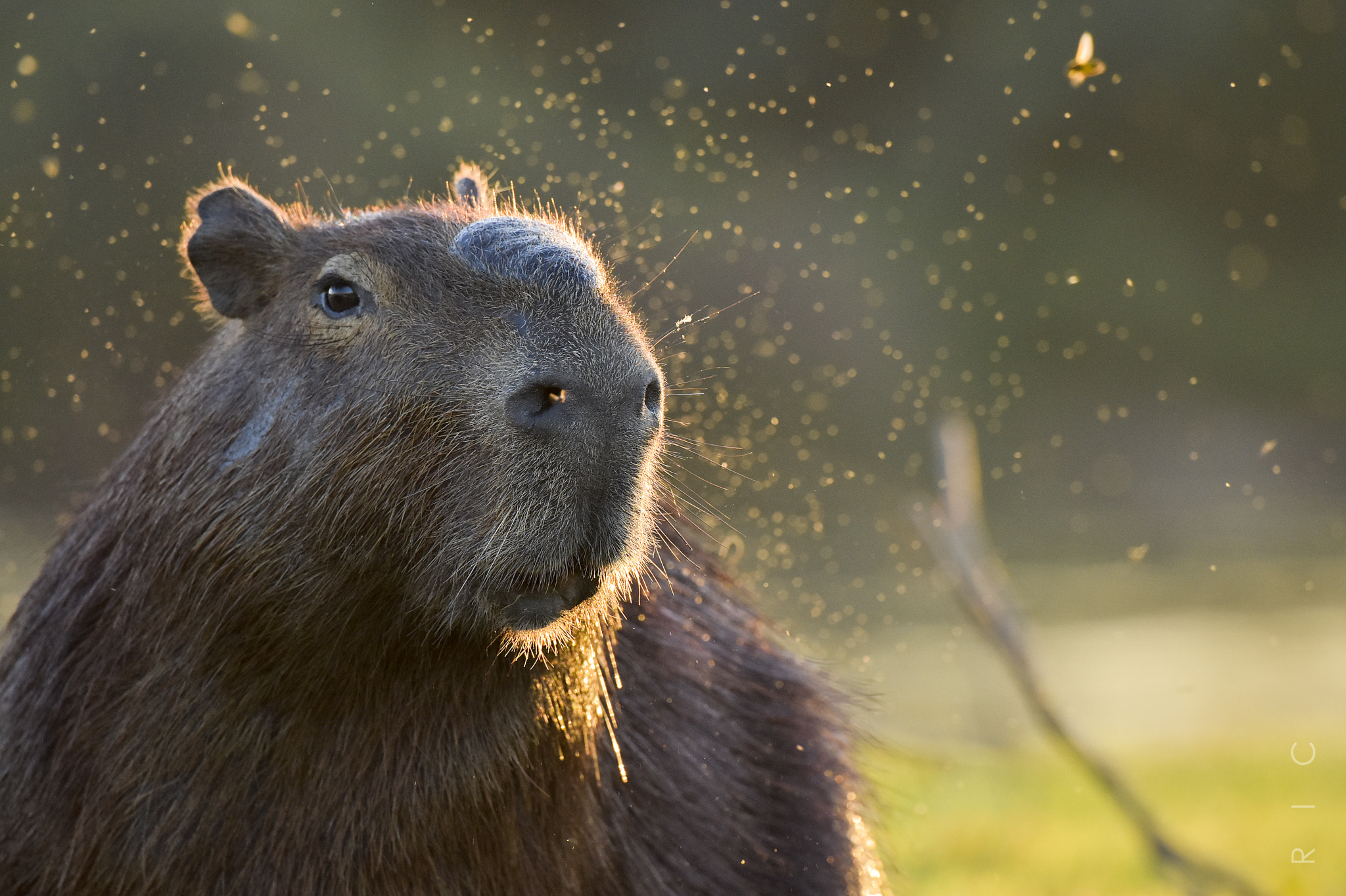 Nikon AF Micro-Nikkor 200mm F4D ED-IF sample photo. Capybara photography