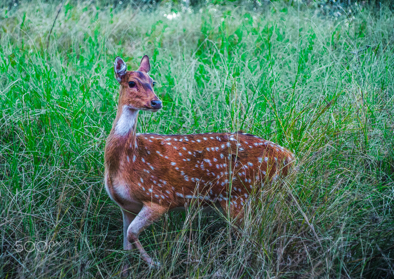 Nikon D5300 + Sigma 28-300mm F3.5-6.3 DG Macro sample photo. Spotted deer photography