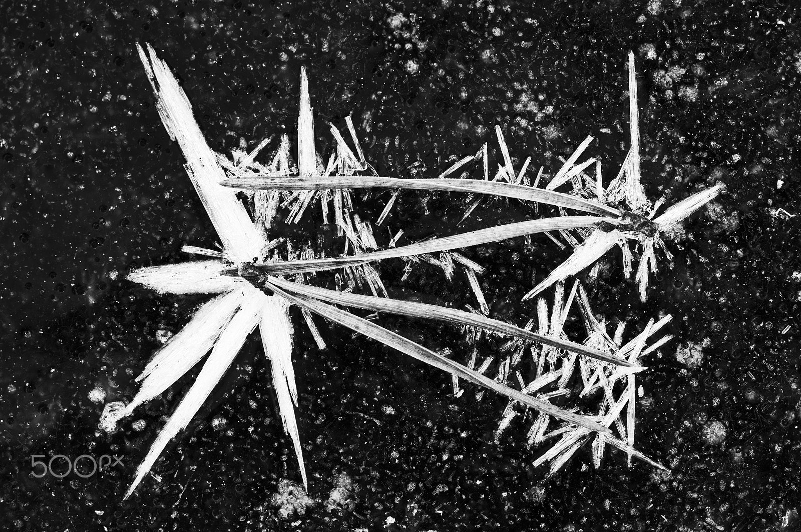 Nikon AF-S Micro-Nikkor 105mm F2.8G IF-ED VR sample photo. Snow crystals and needles photography