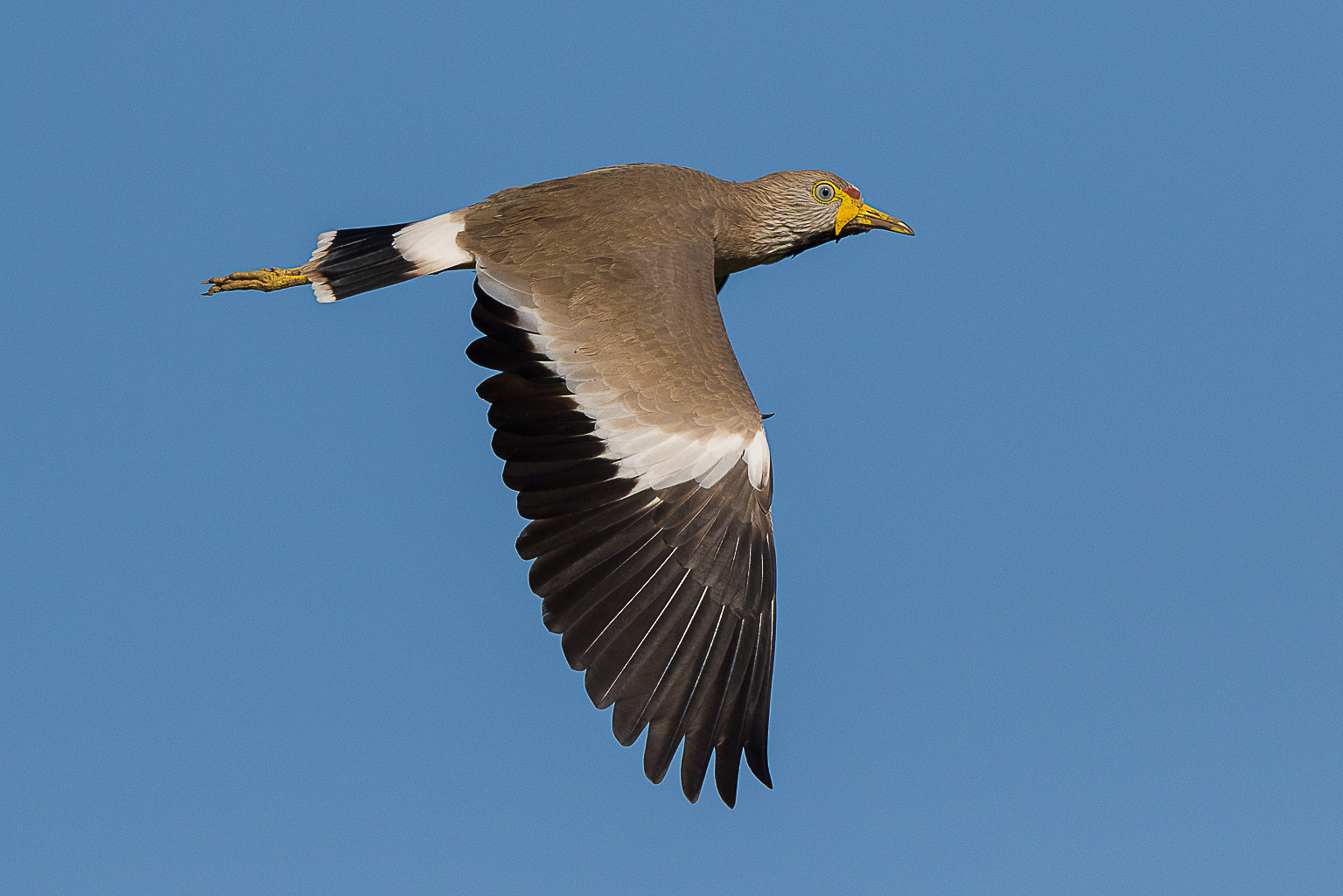 Canon EOS 7D Mark II + Canon EF 500mm F4L IS II USM sample photo. Wattled plover photography