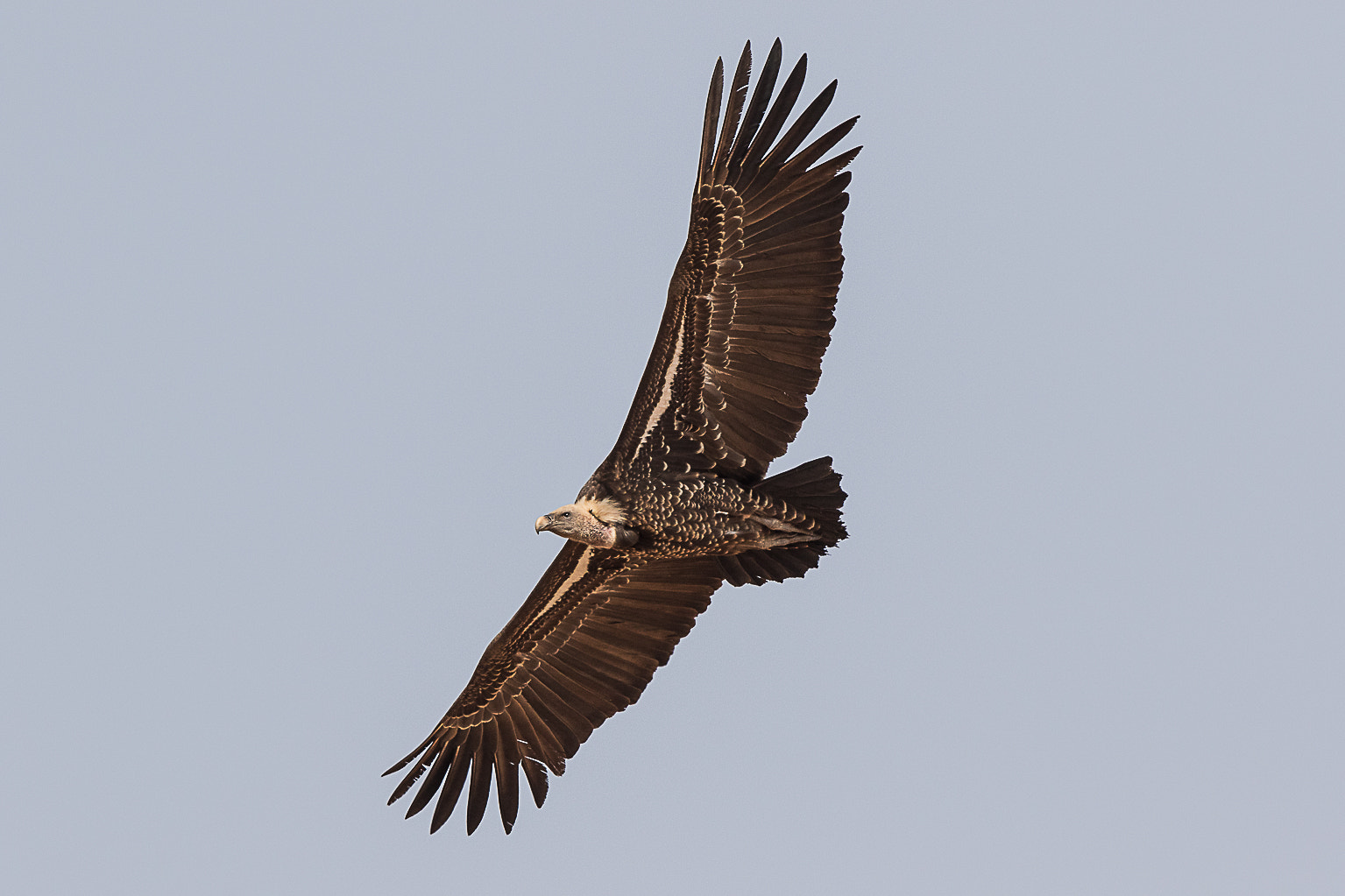 Canon EF 500mm F4L IS II USM sample photo. Ruppell's vulture photography