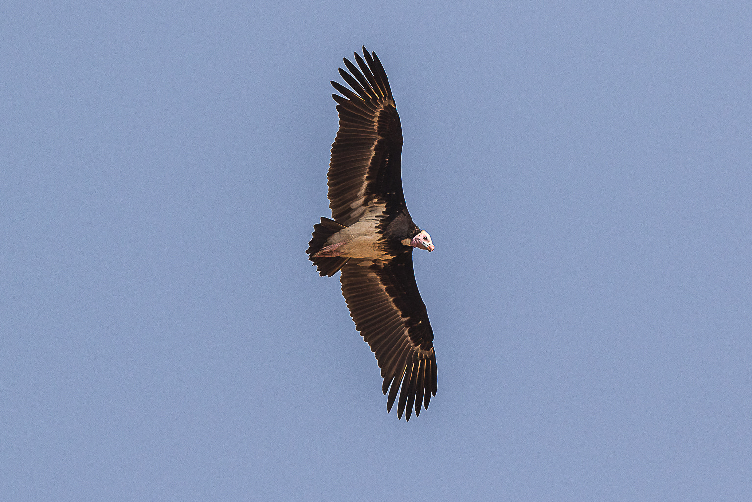 Canon EOS 7D Mark II + Canon EF 500mm F4L IS II USM sample photo. White headed vulture photography