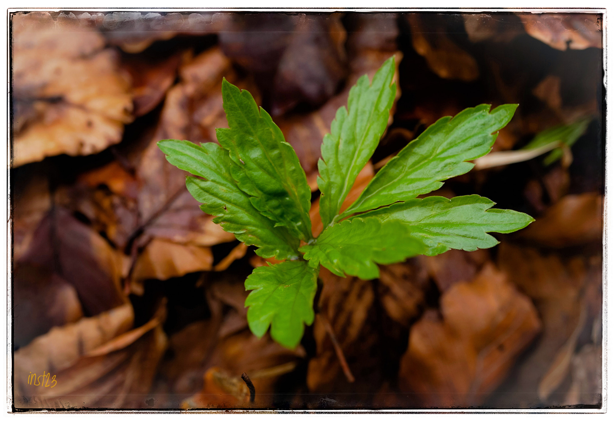 Sony a7 II + Sony E 30mm F3.5 Macro sample photo. Erstes grün /first green photography