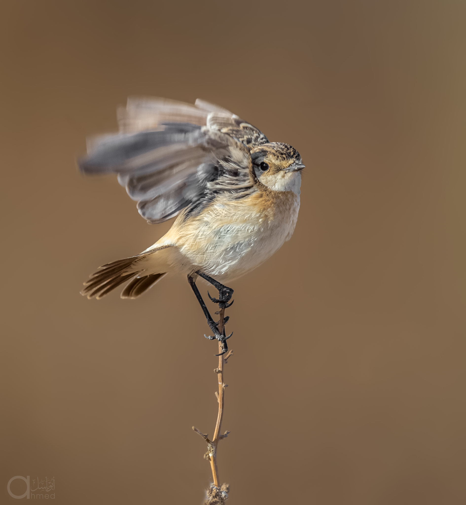 Nikon AF-S Nikkor 600mm F4G ED VR sample photo