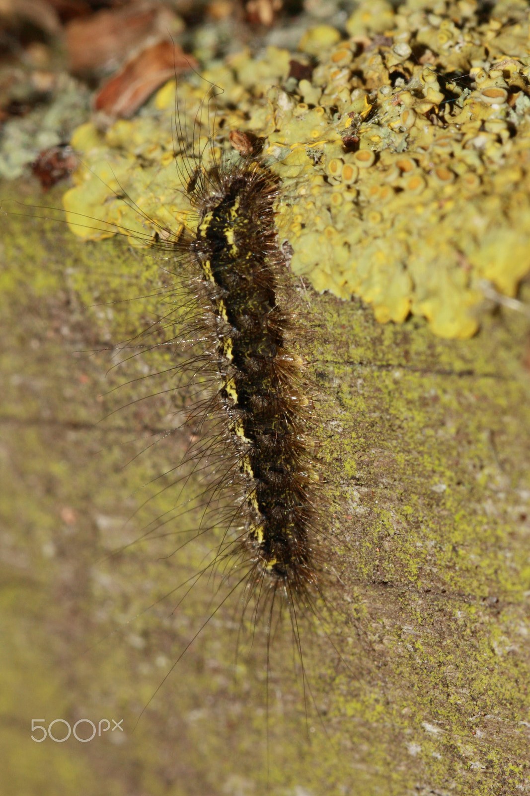 Canon EF 100mm F2.8L Macro IS USM sample photo. Buff footman caterpillar photography