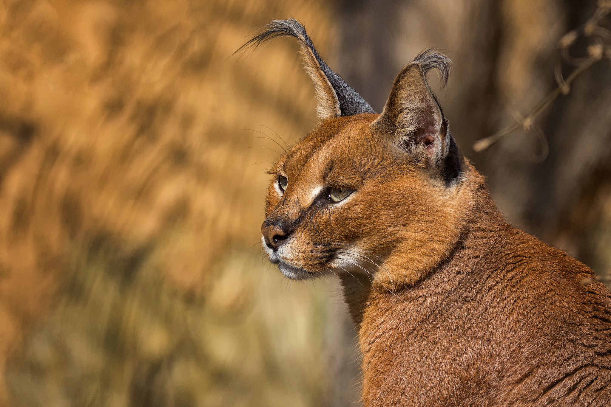 150-600mm F5-6.3 DG OS HSM | Contemporary 015 sample photo. Caracal photography