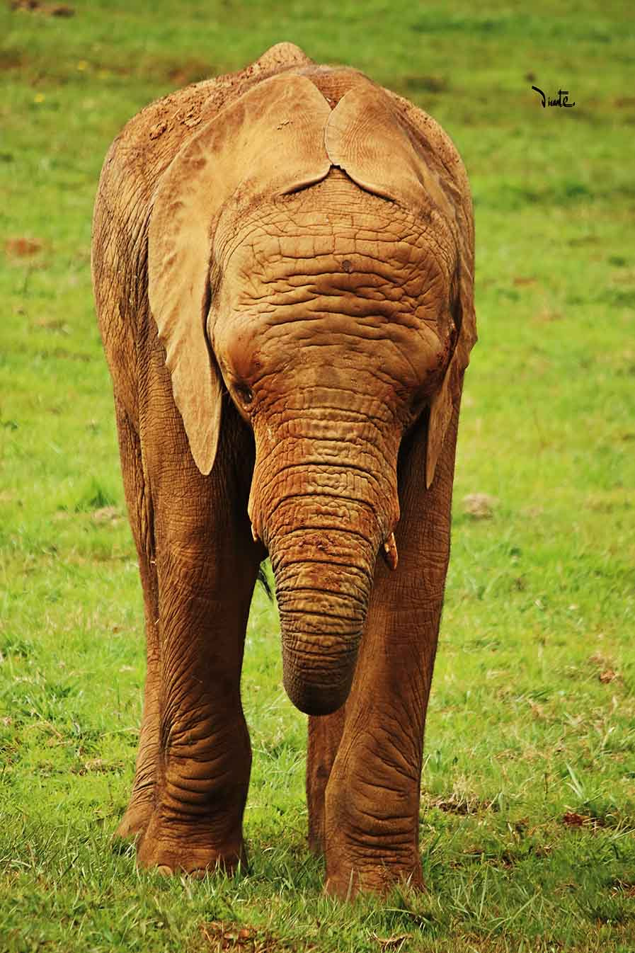 Canon EF-S 55-250mm F4-5.6 IS sample photo. Elefante photography