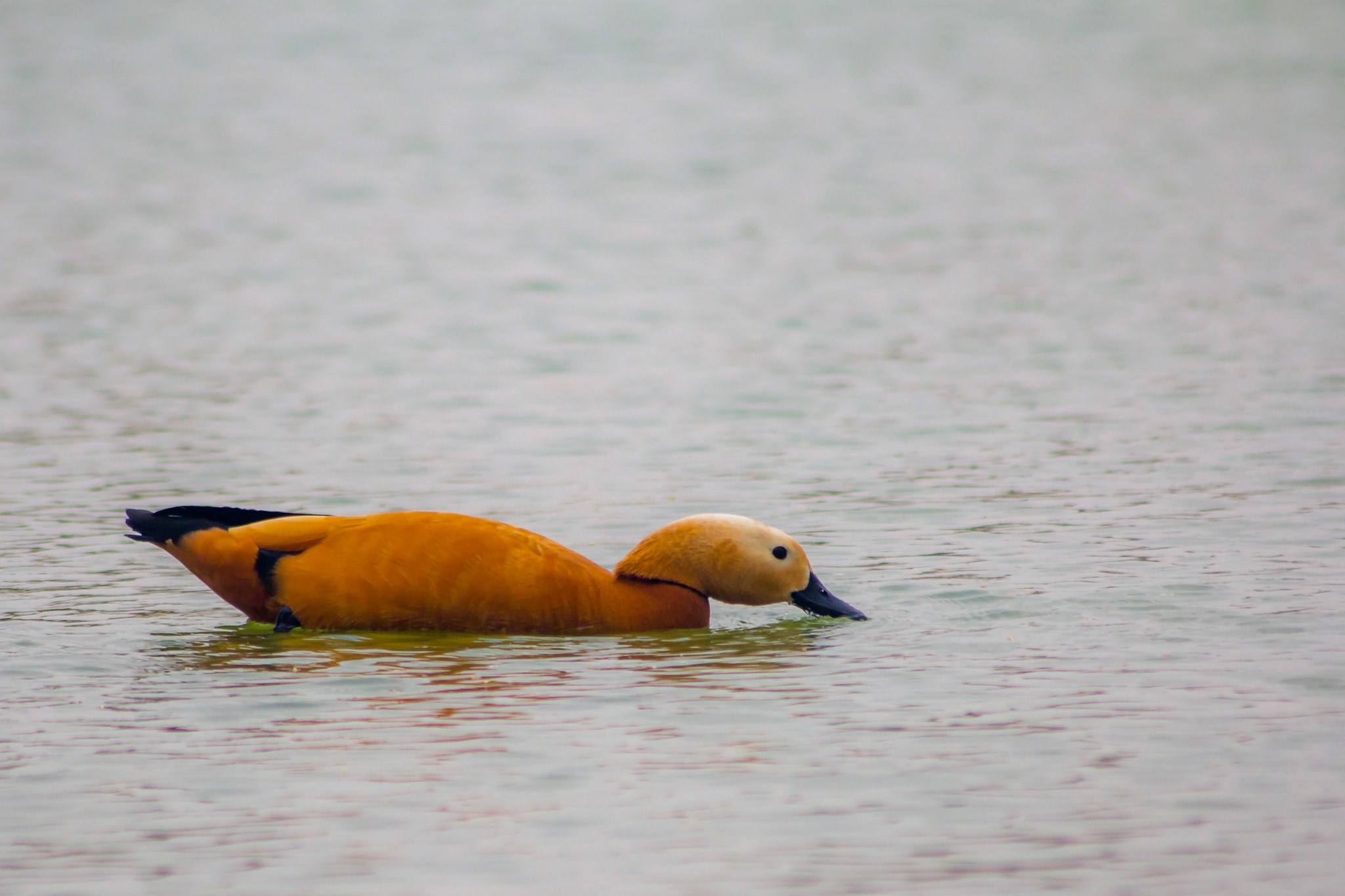 Canon EOS 60D sample photo. Dubai duck photography