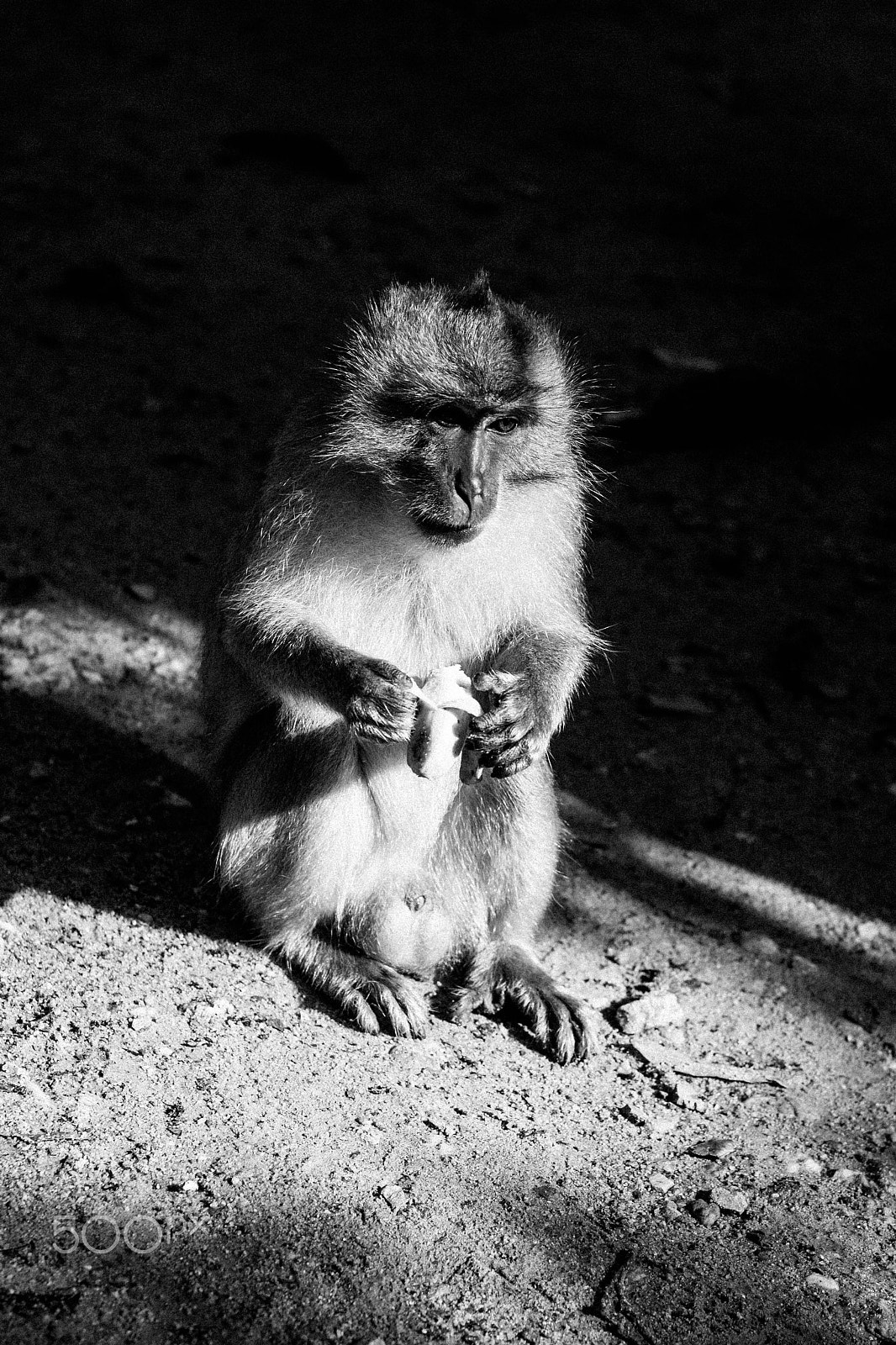 Canon EOS 1000D (EOS Digital Rebel XS / EOS Kiss F) + Canon EF 50mm F1.8 II sample photo. Monkeys 1 photography