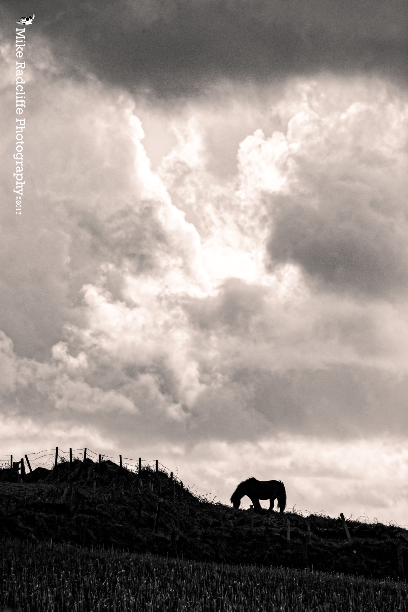 Nikon D810 sample photo. Windswept photography