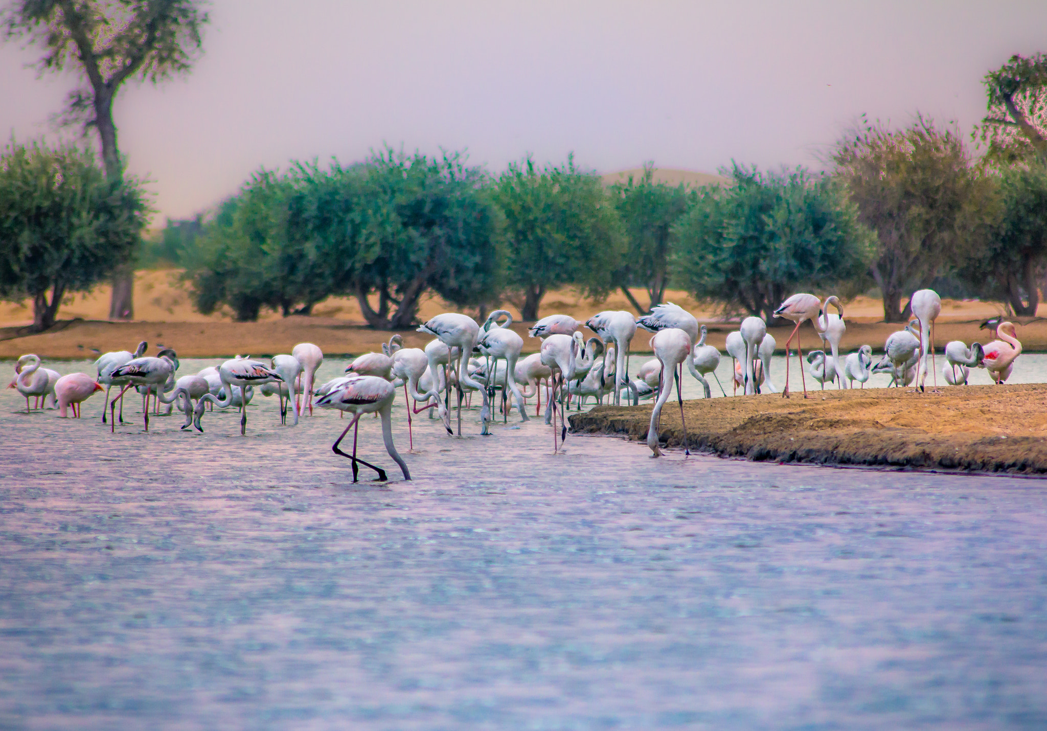 Canon EOS 60D sample photo. Pelican swarm photography