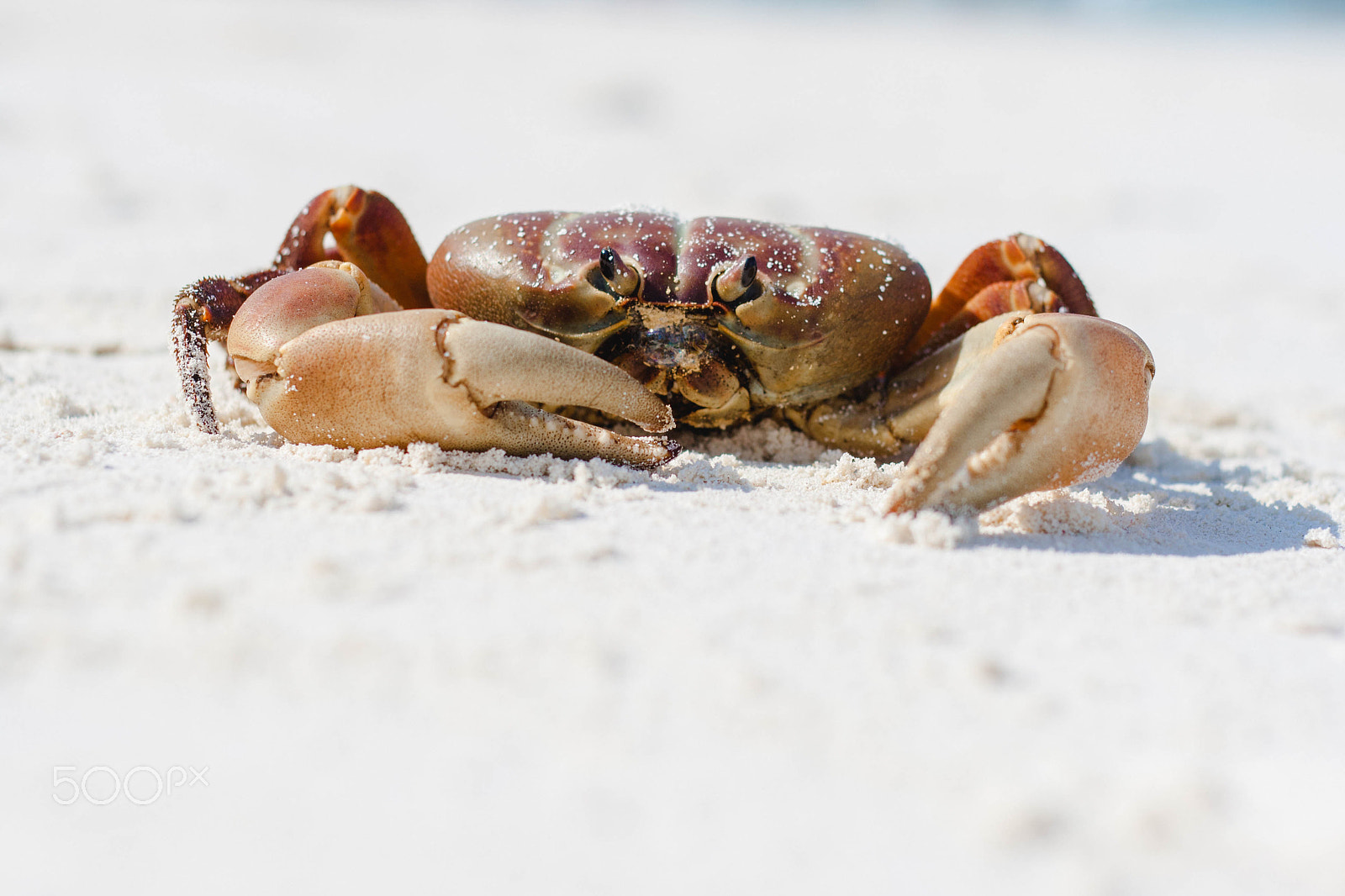 Canon EOS 1000D (EOS Digital Rebel XS / EOS Kiss F) sample photo. Coconutcrab photography