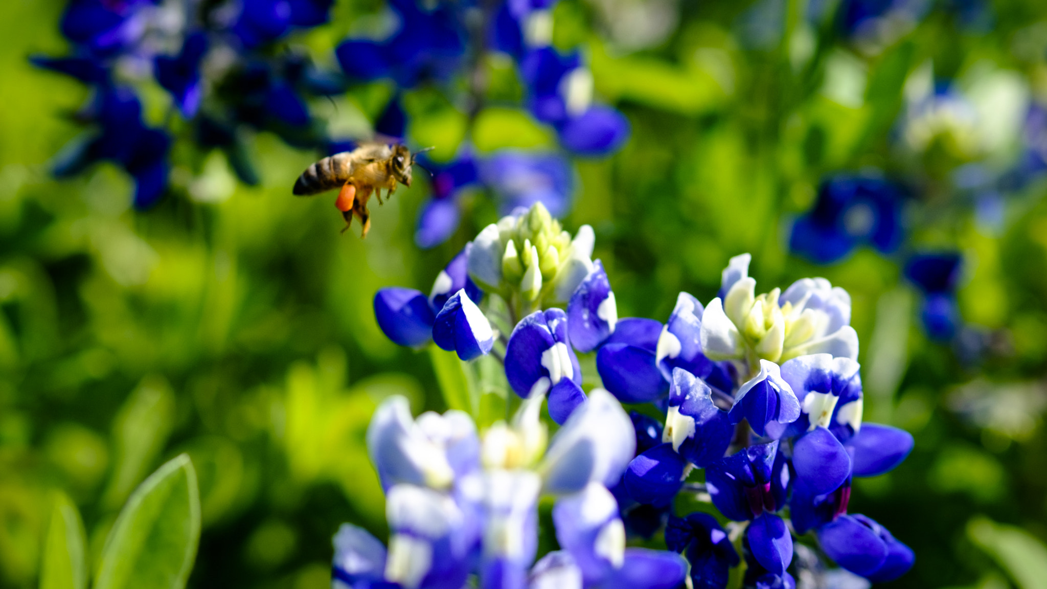 Fujifilm X-T1 sample photo. Bluebonnet (of ) photography