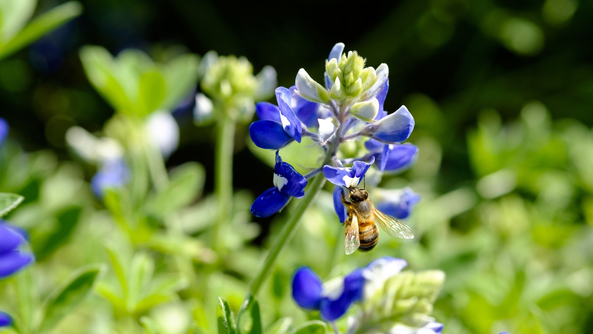 Fujifilm X-T1 sample photo. Bluebonnet (of ) photography