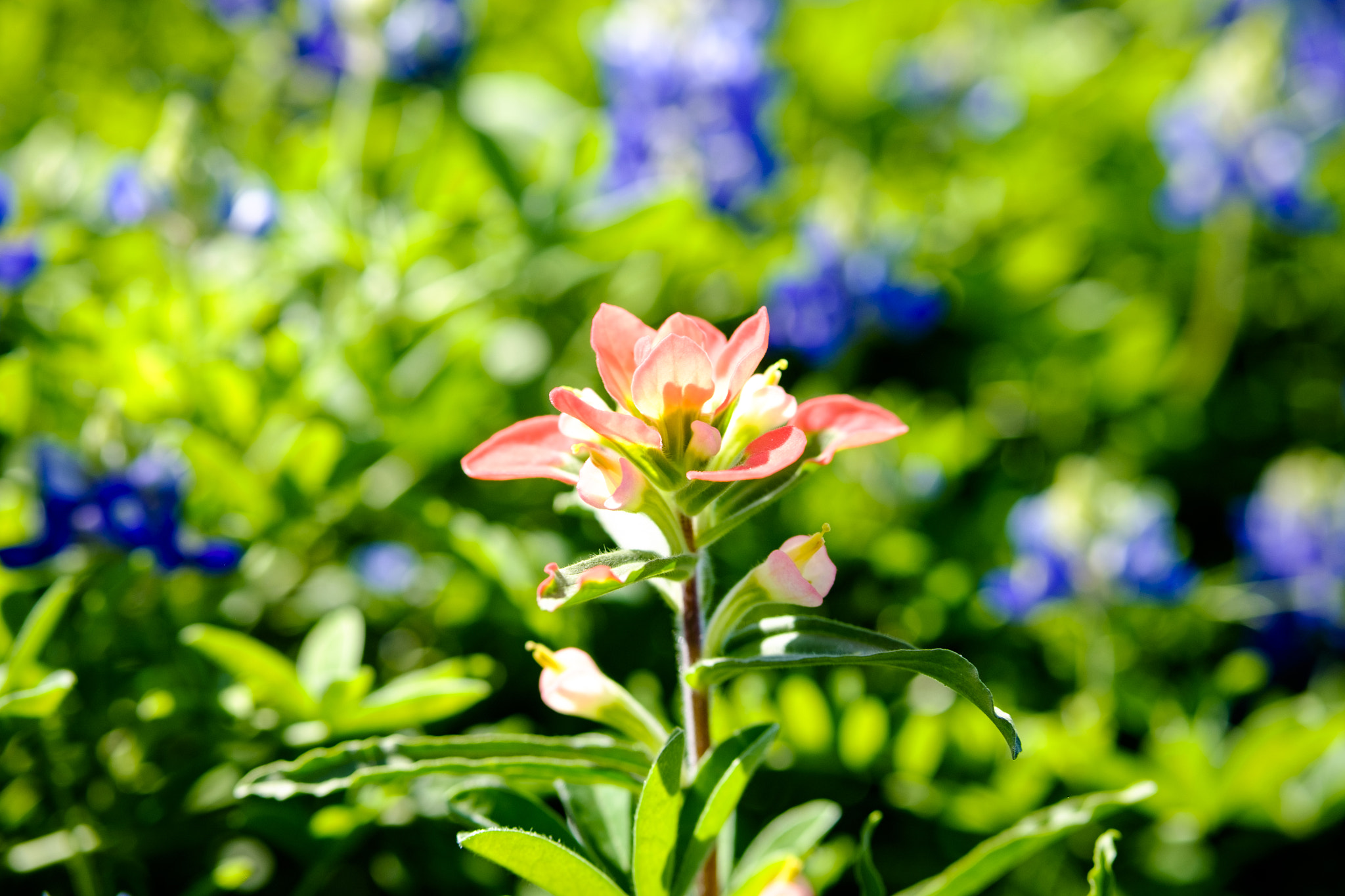 Fujifilm X-T1 + Fujifilm XF 50mm F2 R WR sample photo. Bluebonnet (of ) photography