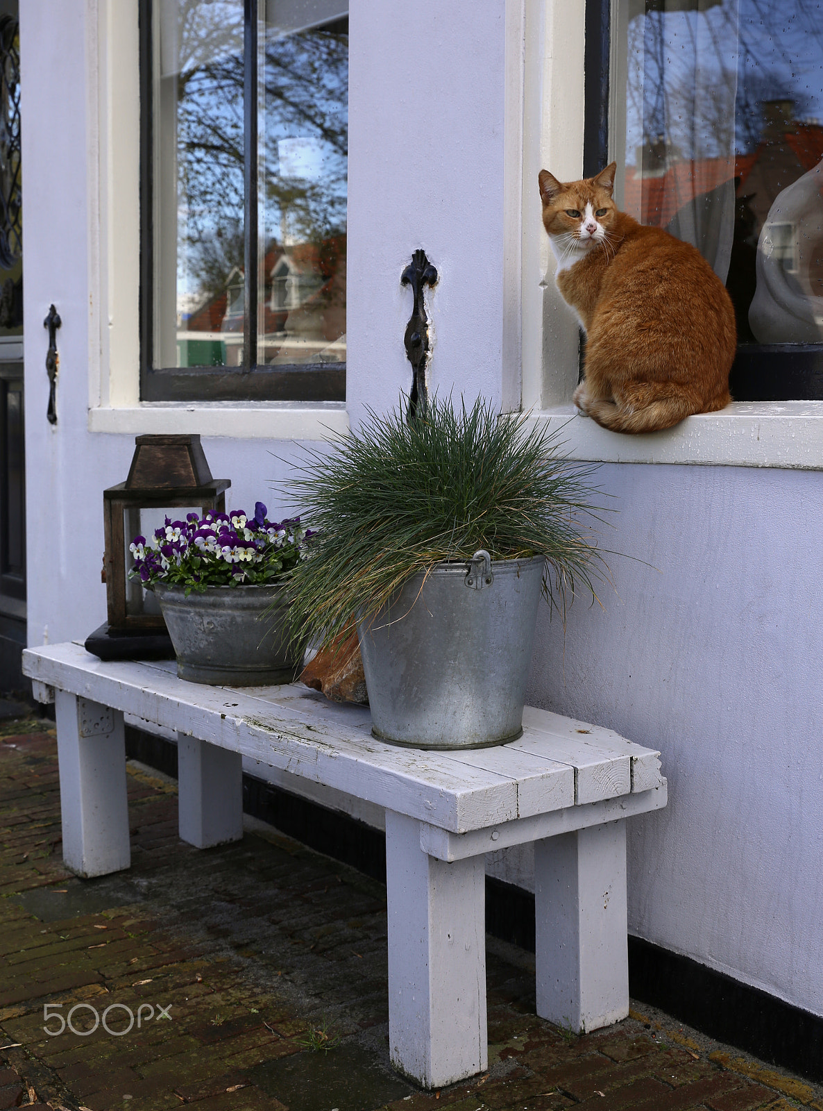 Canon EOS 6D + Canon EF 50mm f/1.8 sample photo. Cat sitting on the window photography