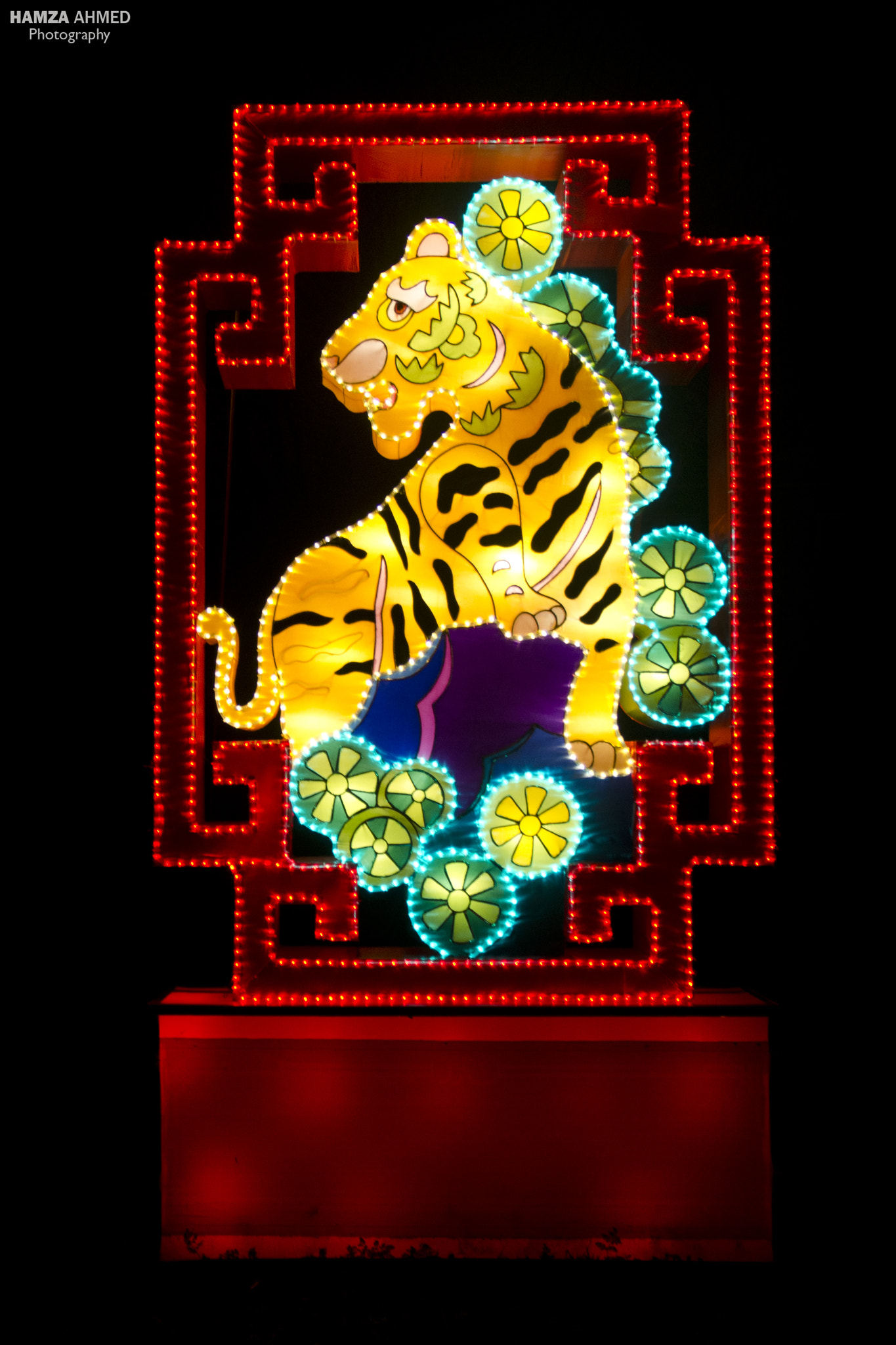 Nikon D5100 sample photo. Tiger lantern photography