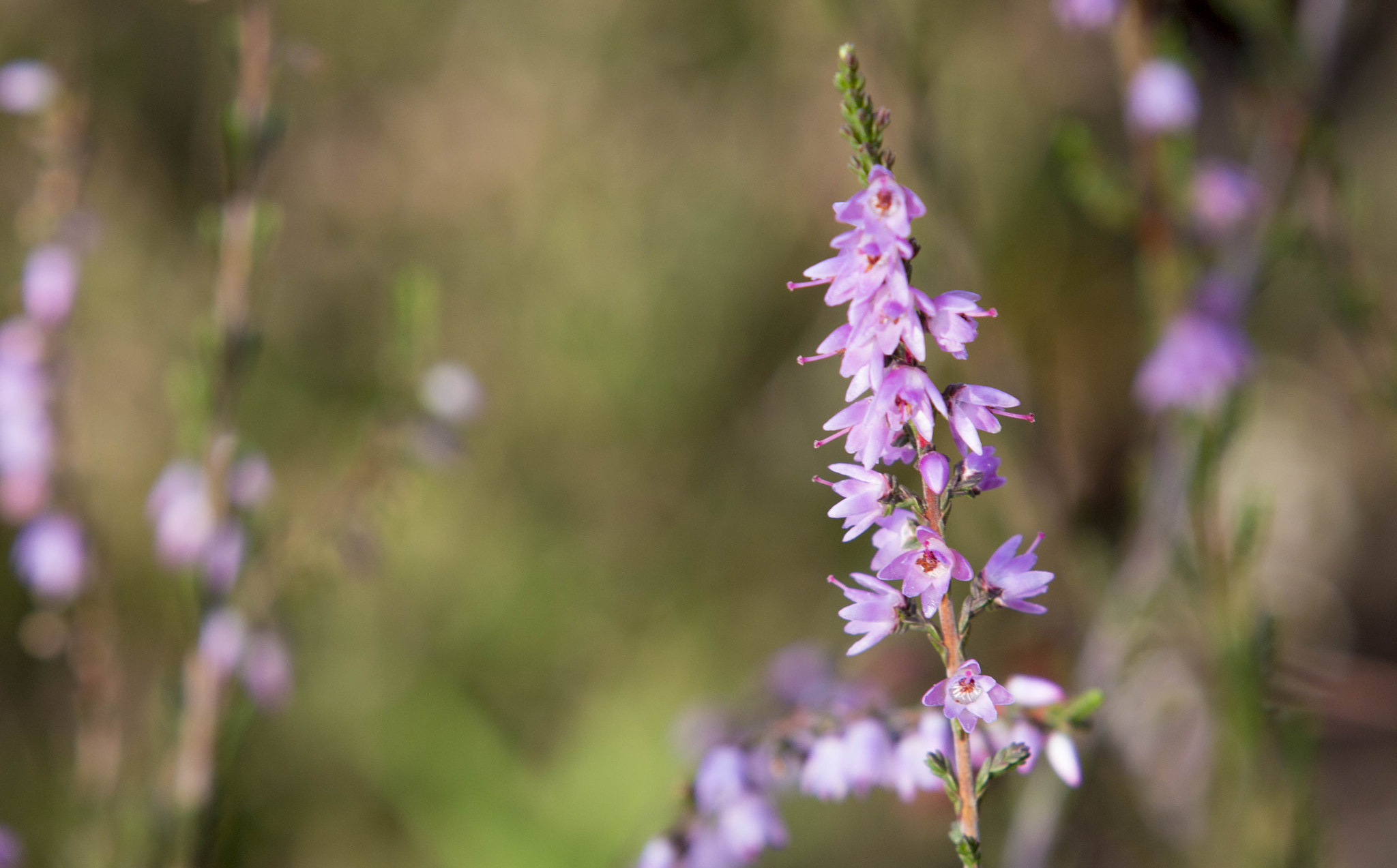 Canon EF 70-200mm F2.8L IS II USM sample photo. Pink photography