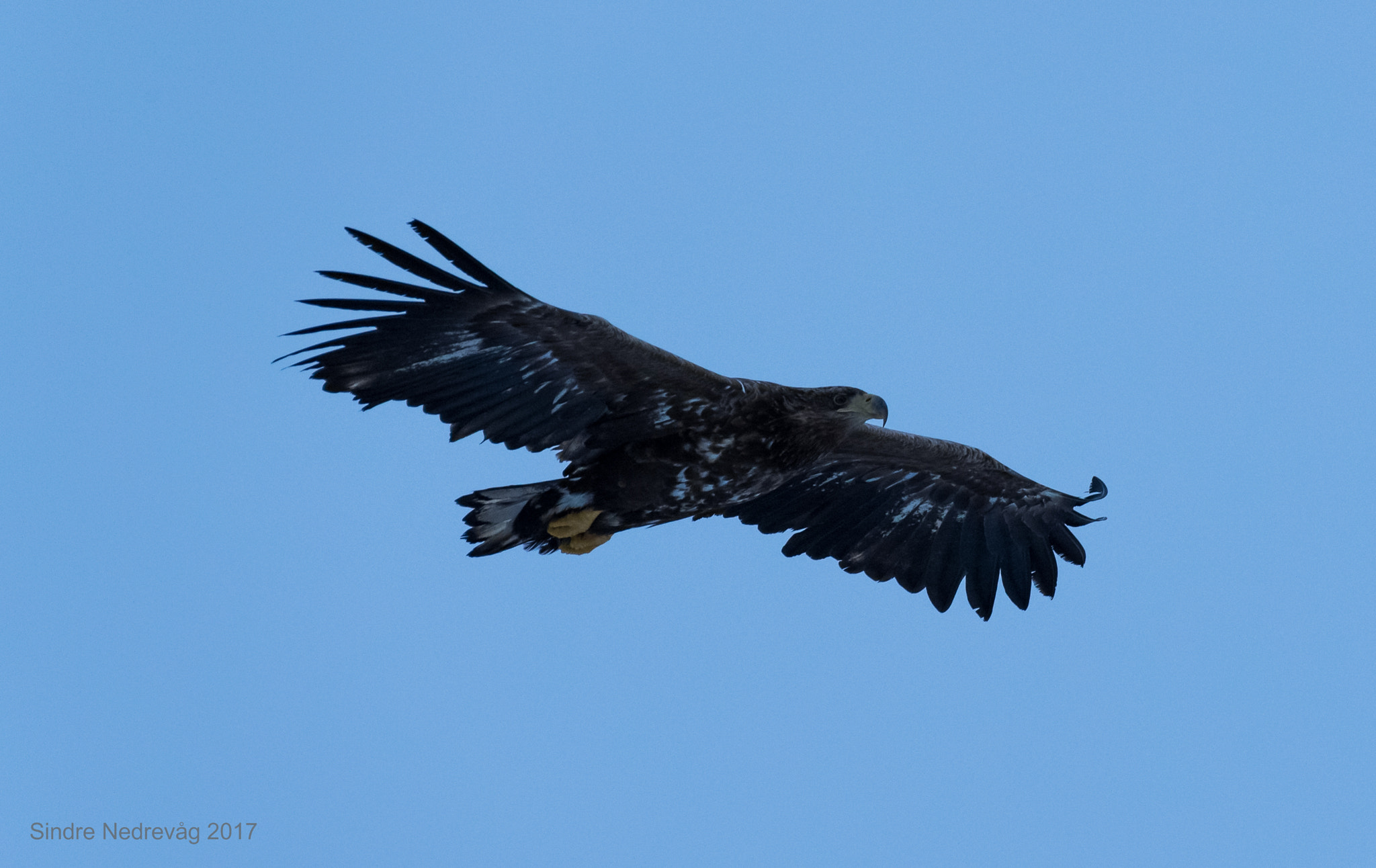 Nikon AF-S Nikkor 200-500mm F5.6E ED VR sample photo. Keeping watch ii photography