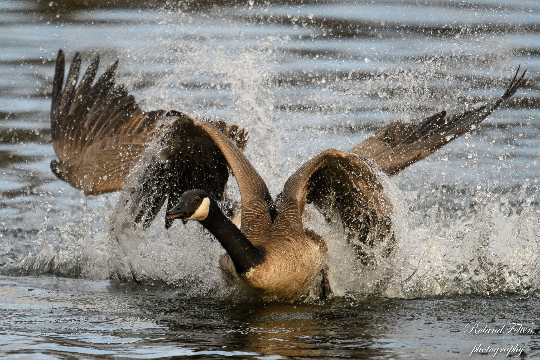 Nikon AF-S Nikkor 600mm F4G ED VR sample photo. Geese chase photography