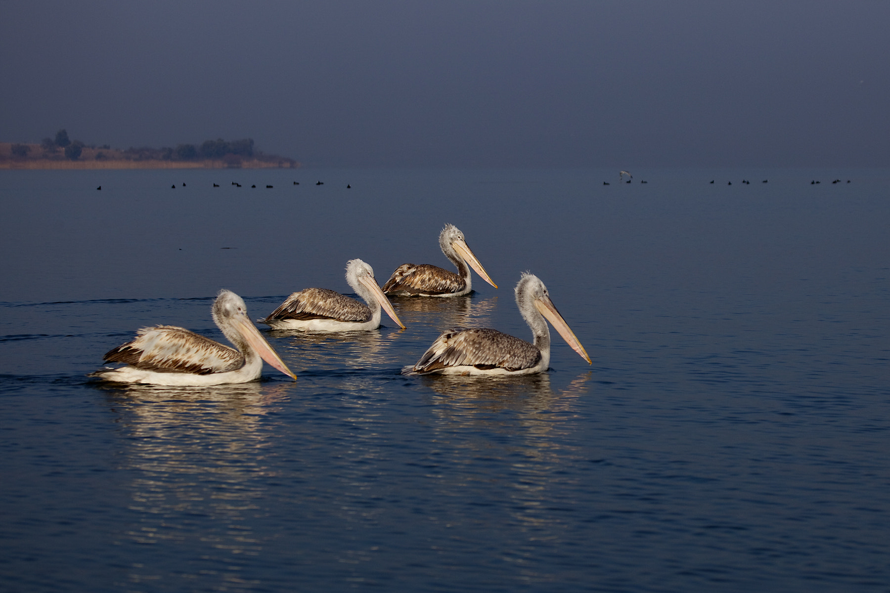 Canon EOS 5D Mark II sample photo. Pelicans photography