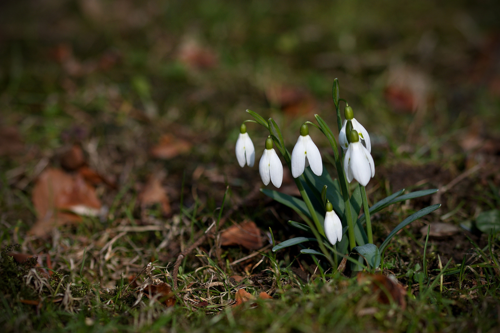 Sigma 105mm F2.8 EX DG OS HSM sample photo. Spring are coming photography