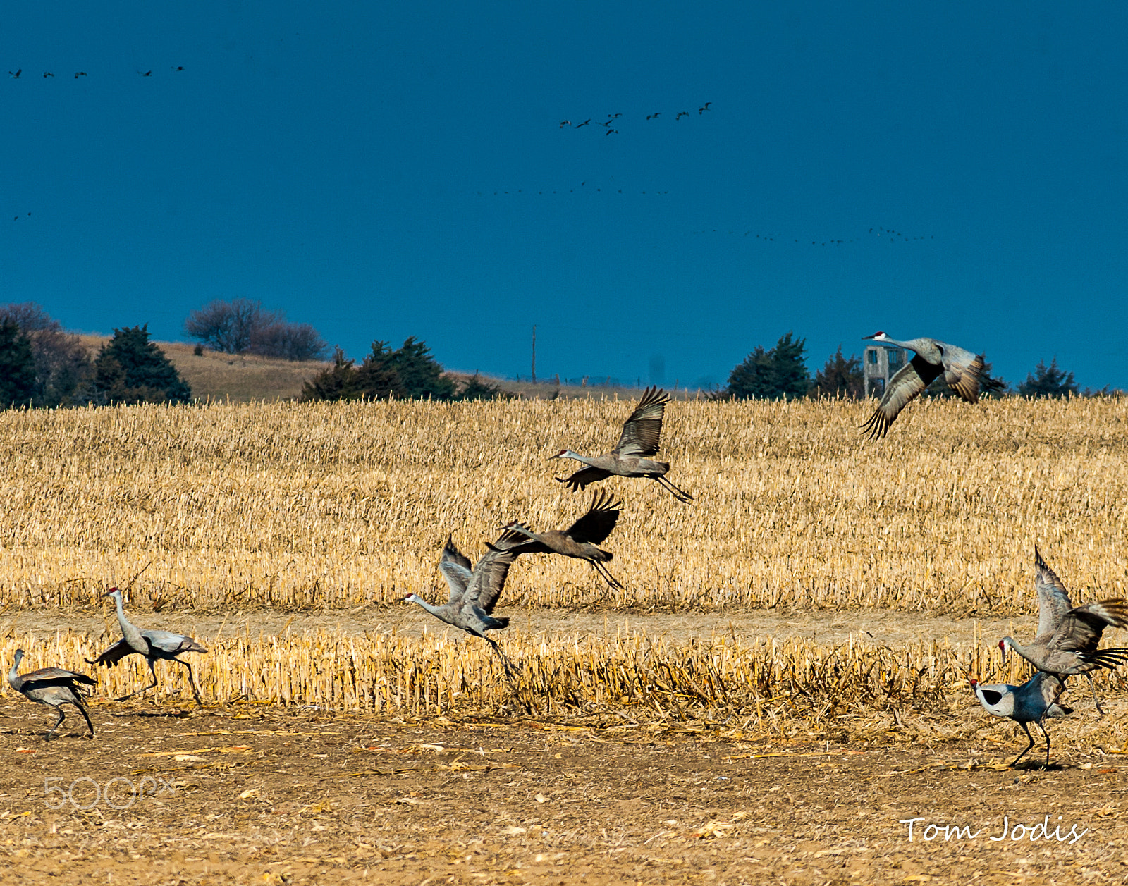 Nikon D700 sample photo. Sandhill cranes take flight photography