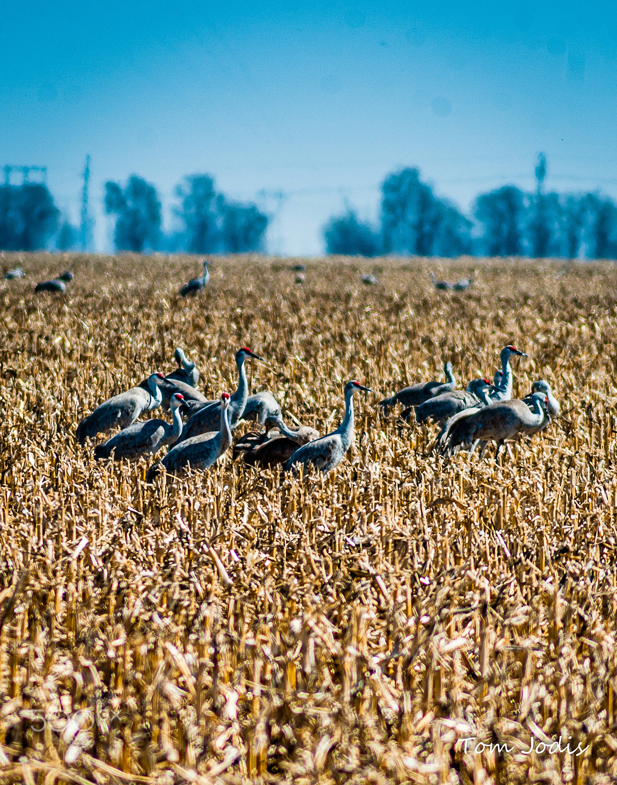 Nikon D700 sample photo. Sandhill cranes photography