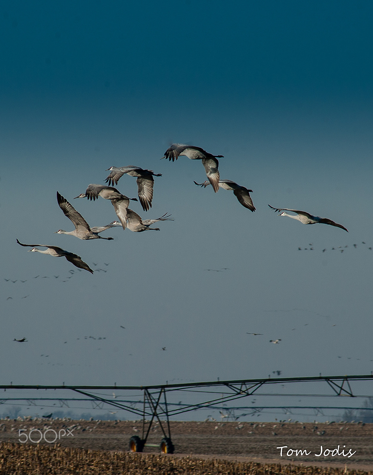 Nikon D700 sample photo. Sandhill cranes photography