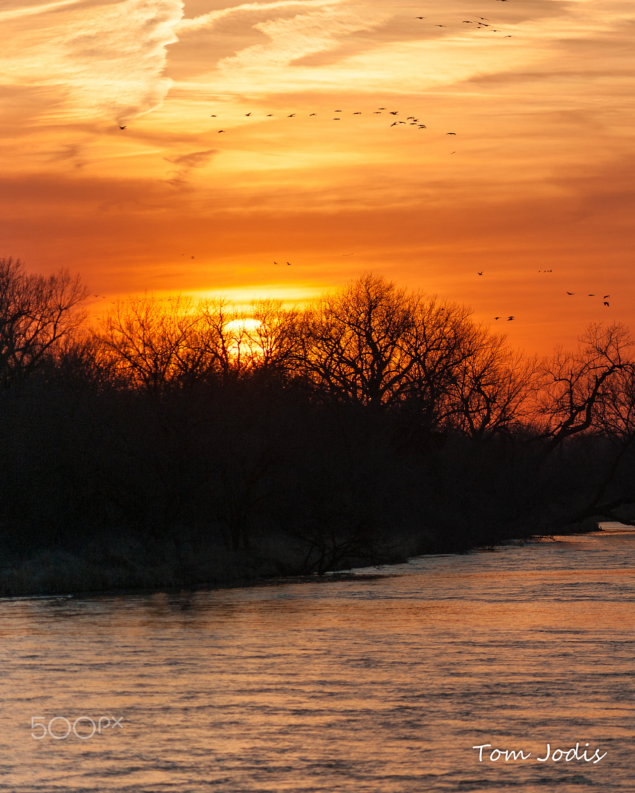 Nikon D700 sample photo. Sandhill cranes photography