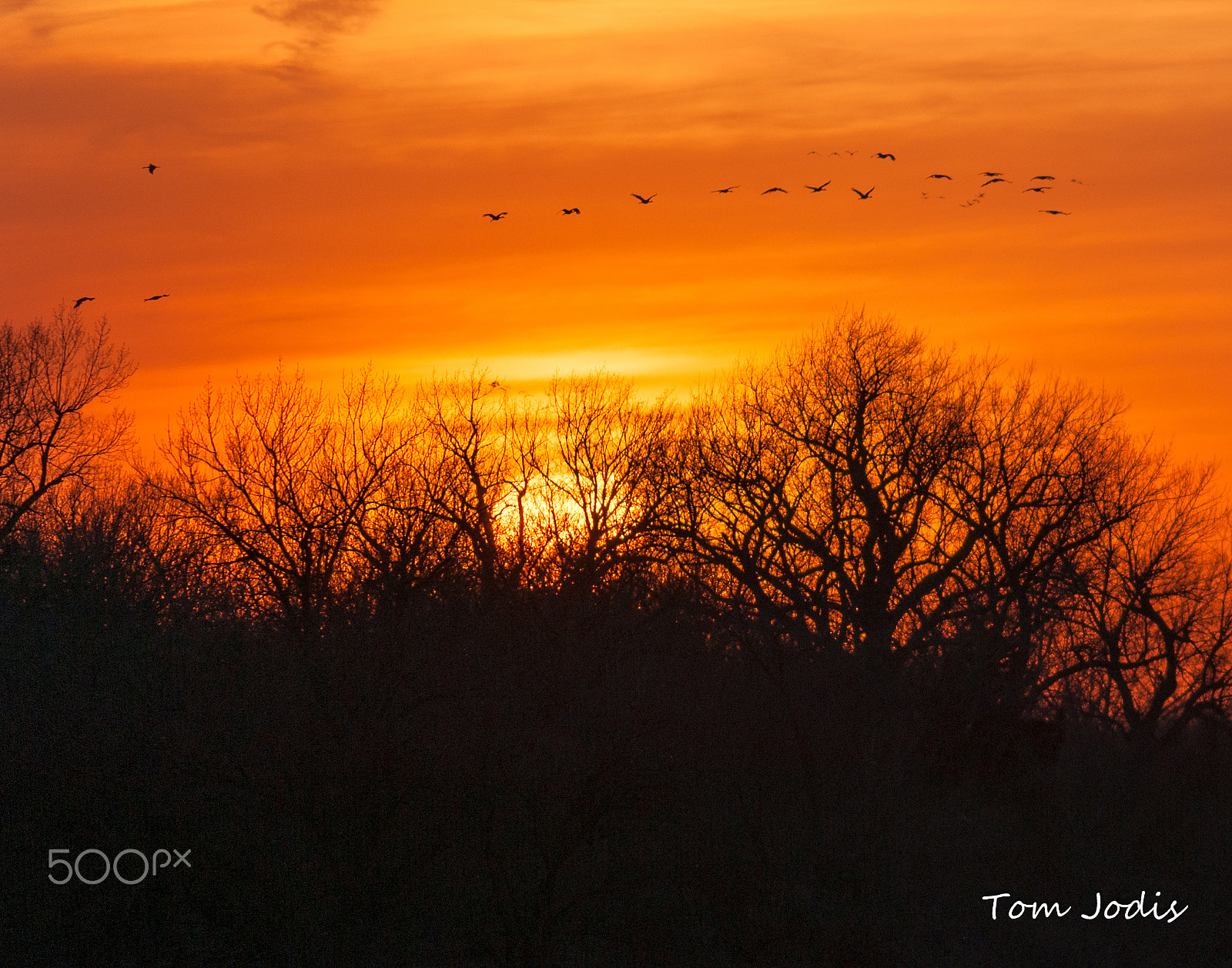 Nikon D700 sample photo. Sandhill cranes photography