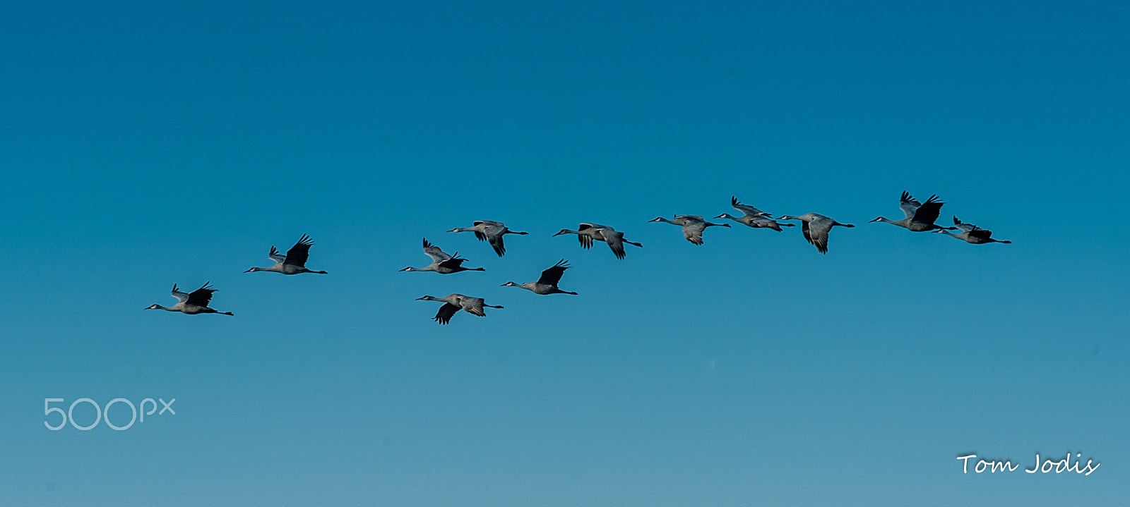 Nikon D700 sample photo. Sandhill cranes photography