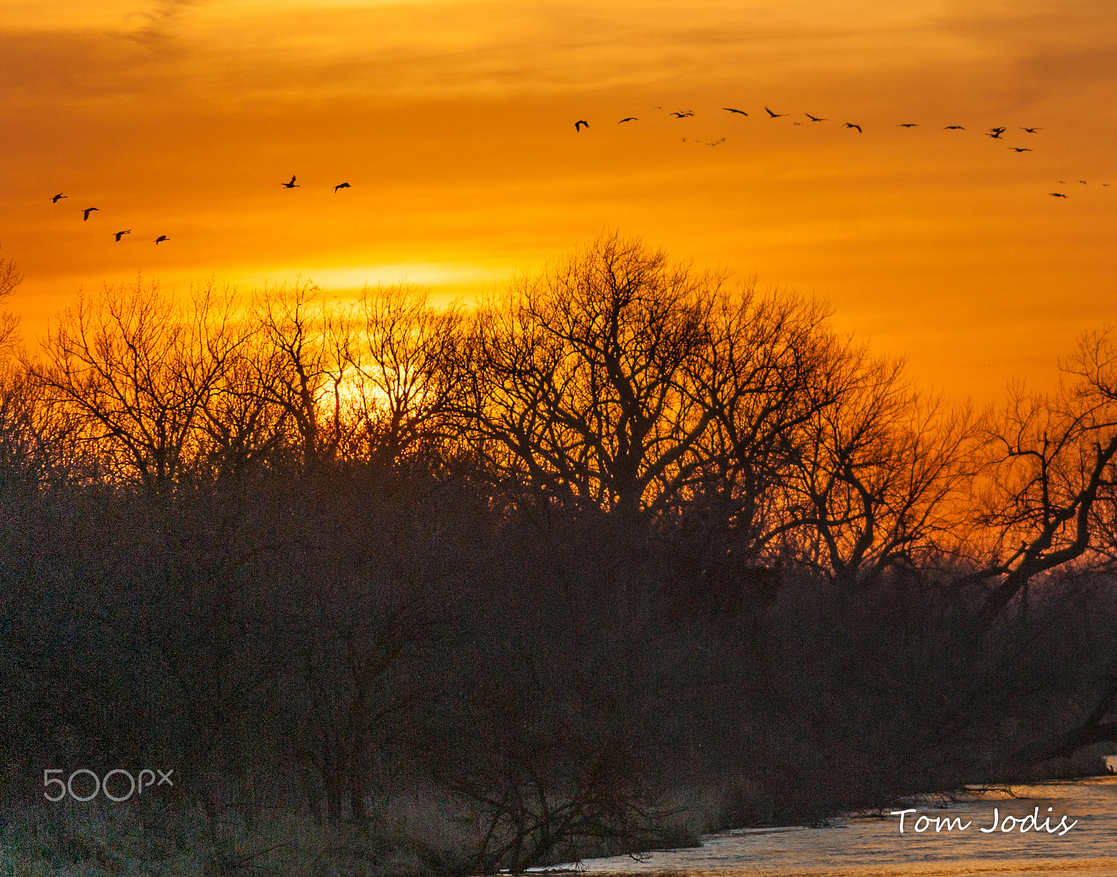 Nikon D700 sample photo. Sandhill cranes photography
