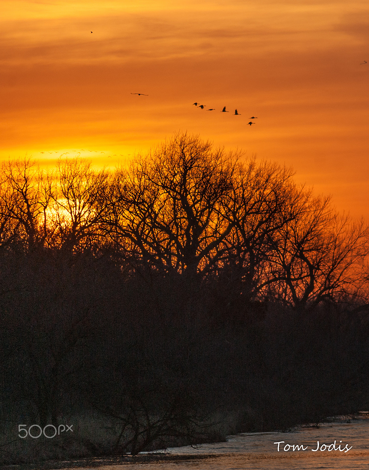 Nikon D700 sample photo. Sandhill cranes sunset platte photography