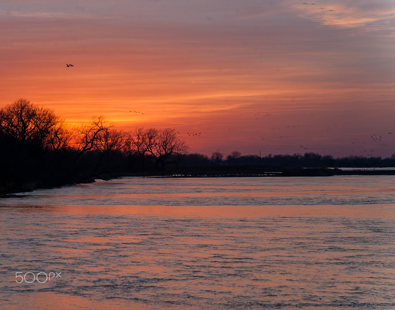 Nikon D700 sample photo. Sandhill cranes photography