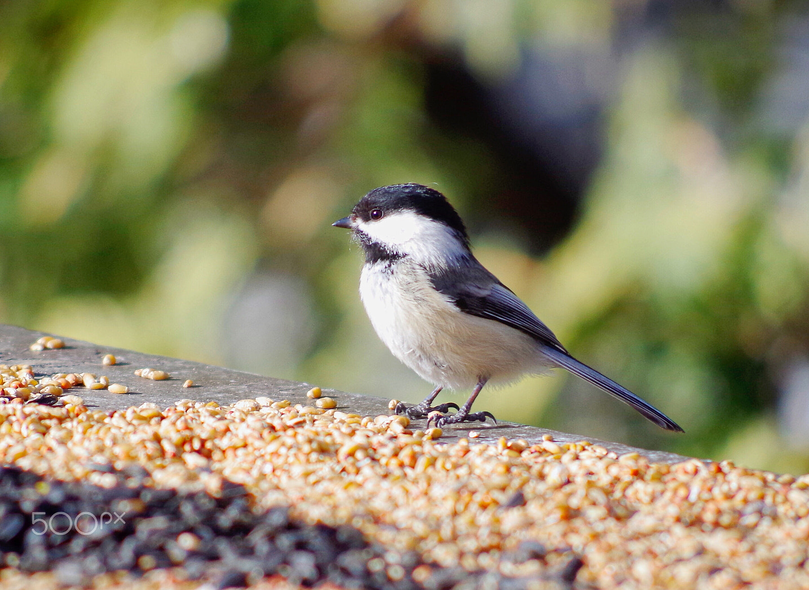 smc PENTAX-DA L 55-300mm F4-5.8 ED sample photo. Little photography