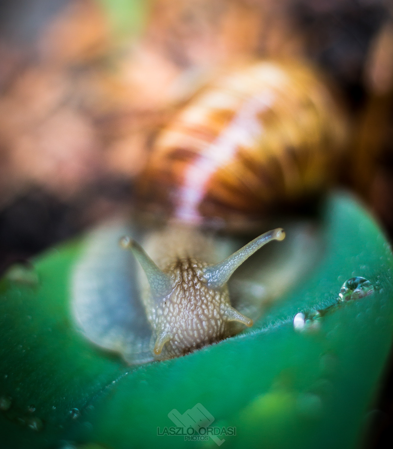 Canon EOS 1100D (EOS Rebel T3 / EOS Kiss X50) + Canon EF 50mm F1.8 II sample photo. Snail macro photography