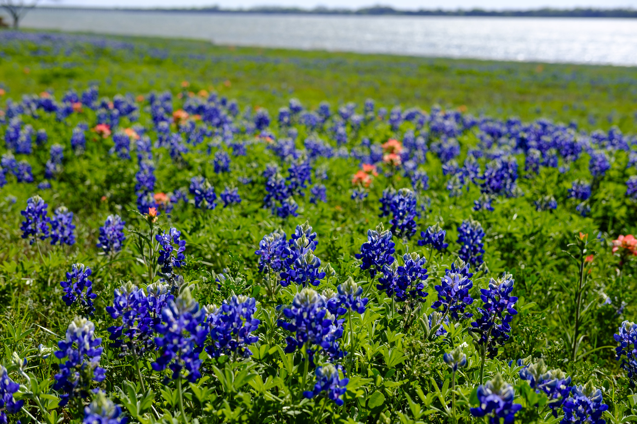 Fujifilm X-T1 sample photo. Bluebonnet (of ) photography