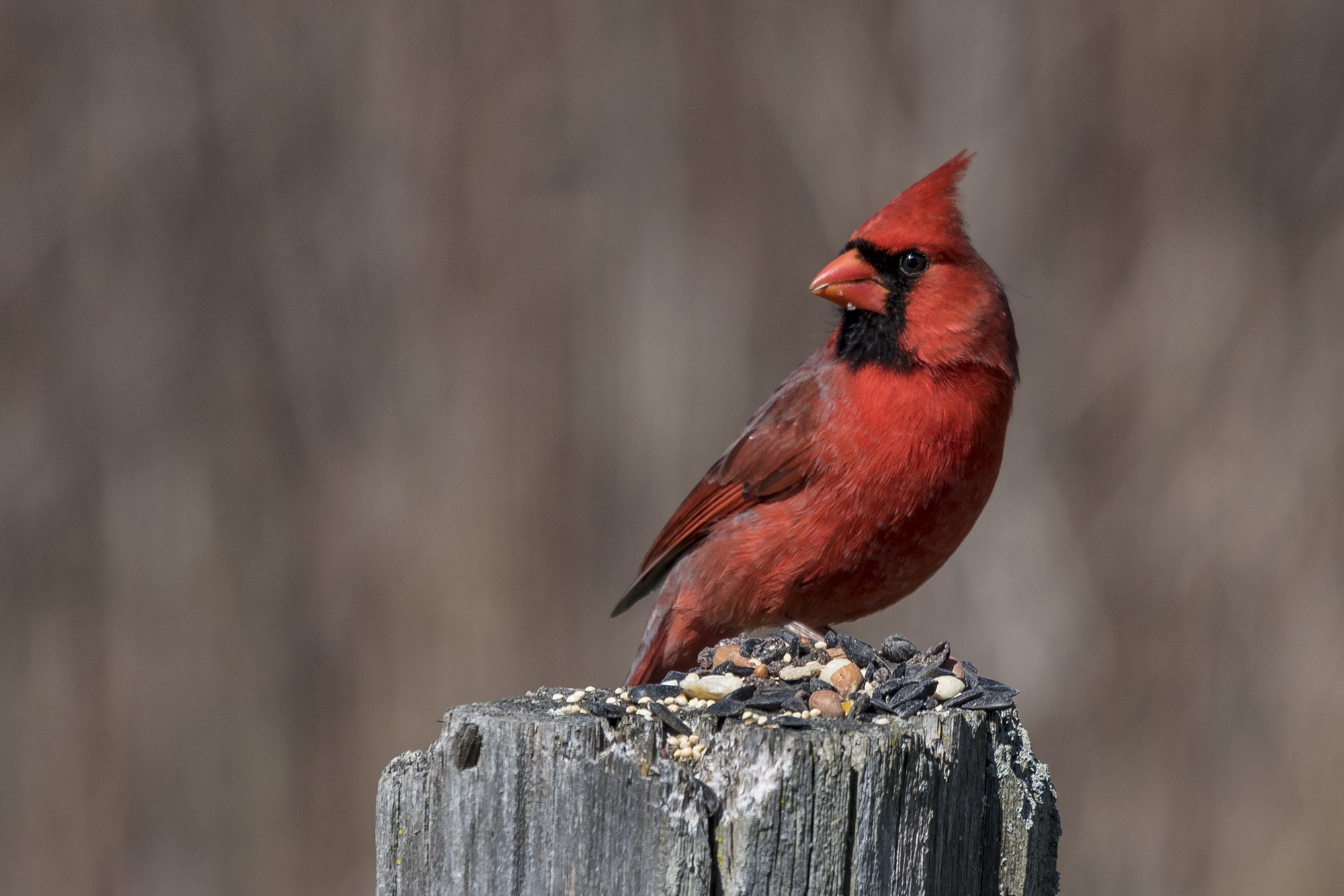 Nikon AF-S Nikkor 200-500mm F5.6E ED VR sample photo. Male cardinal on fencepost photography