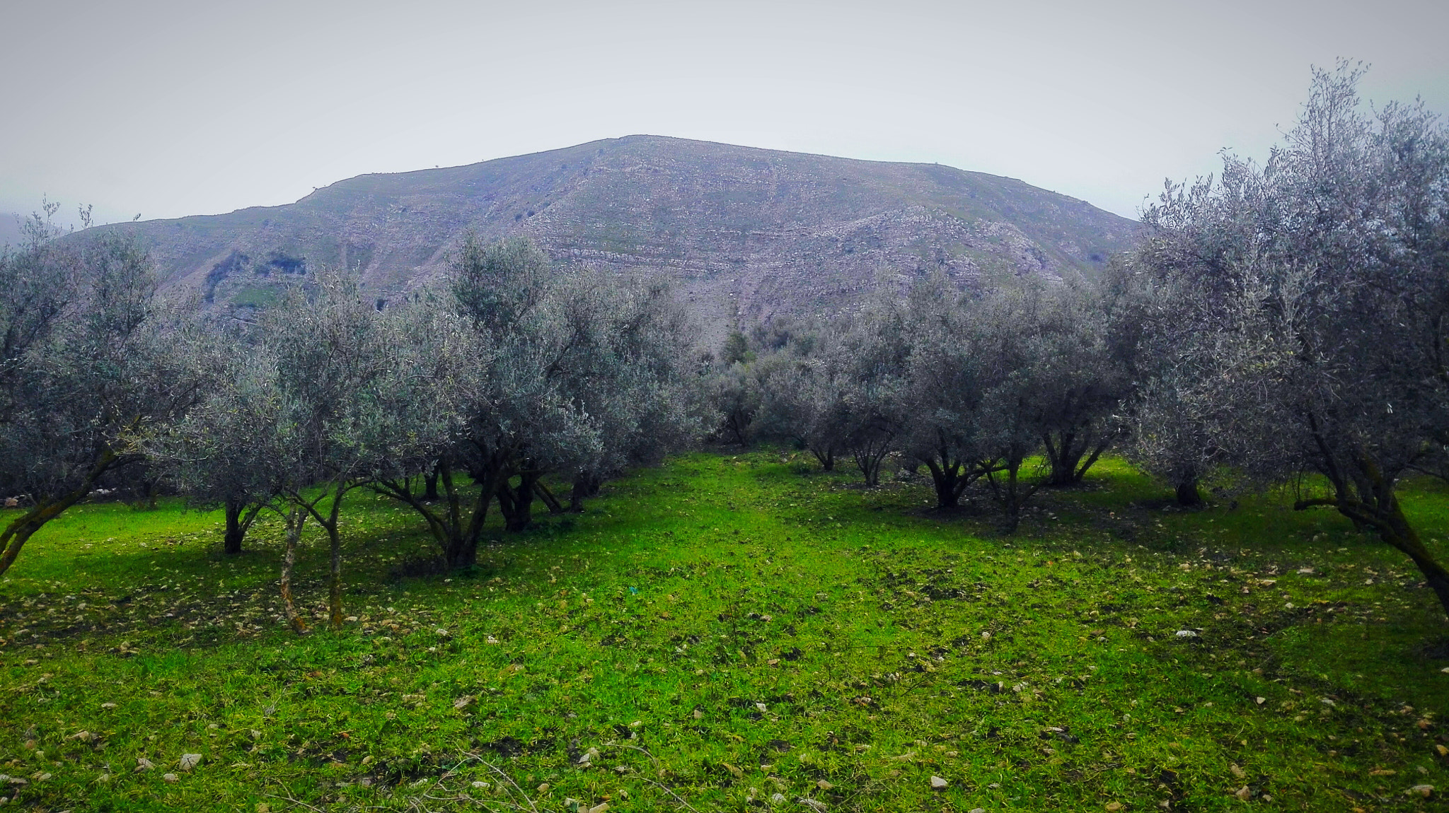 HUAWEI Cherry Mini sample photo. Zitouna-olivier  photography
